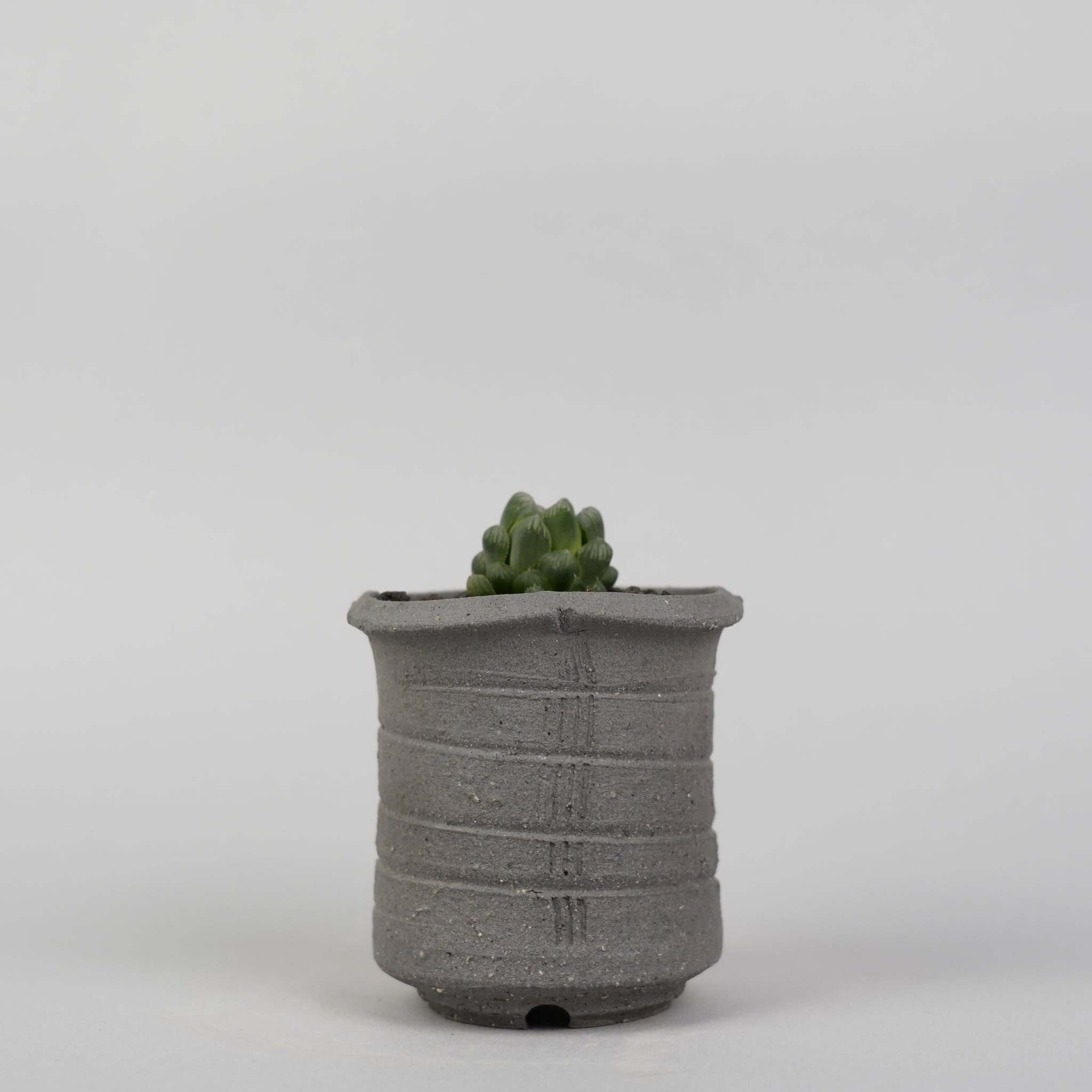 ハオルチア オブツーサ Haworthia cooperi var.truncata/ET0150＋鉢WHWS1