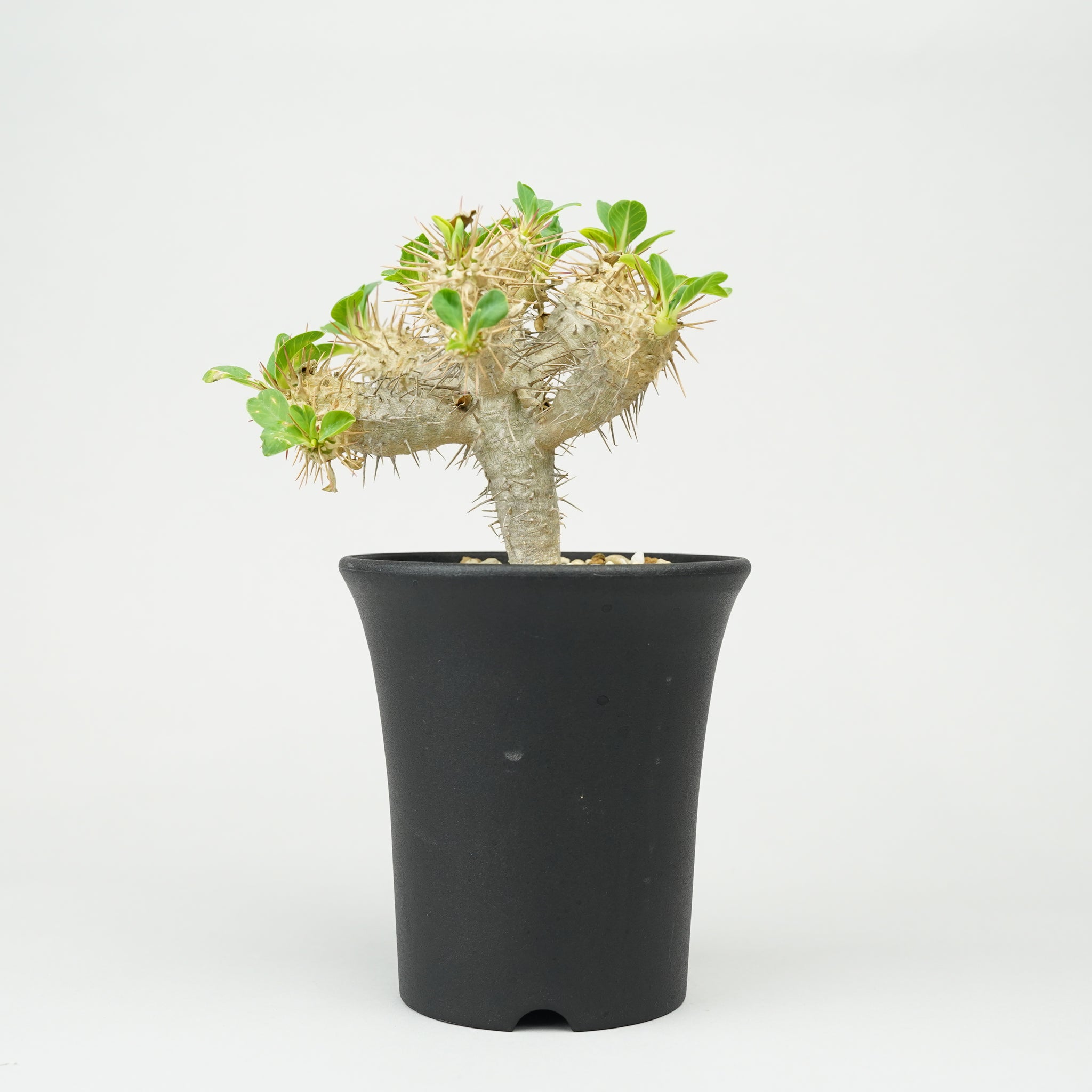 ユーフォルビア・ギラウミニアナ「Euphorbia guillauminiana」/EU406