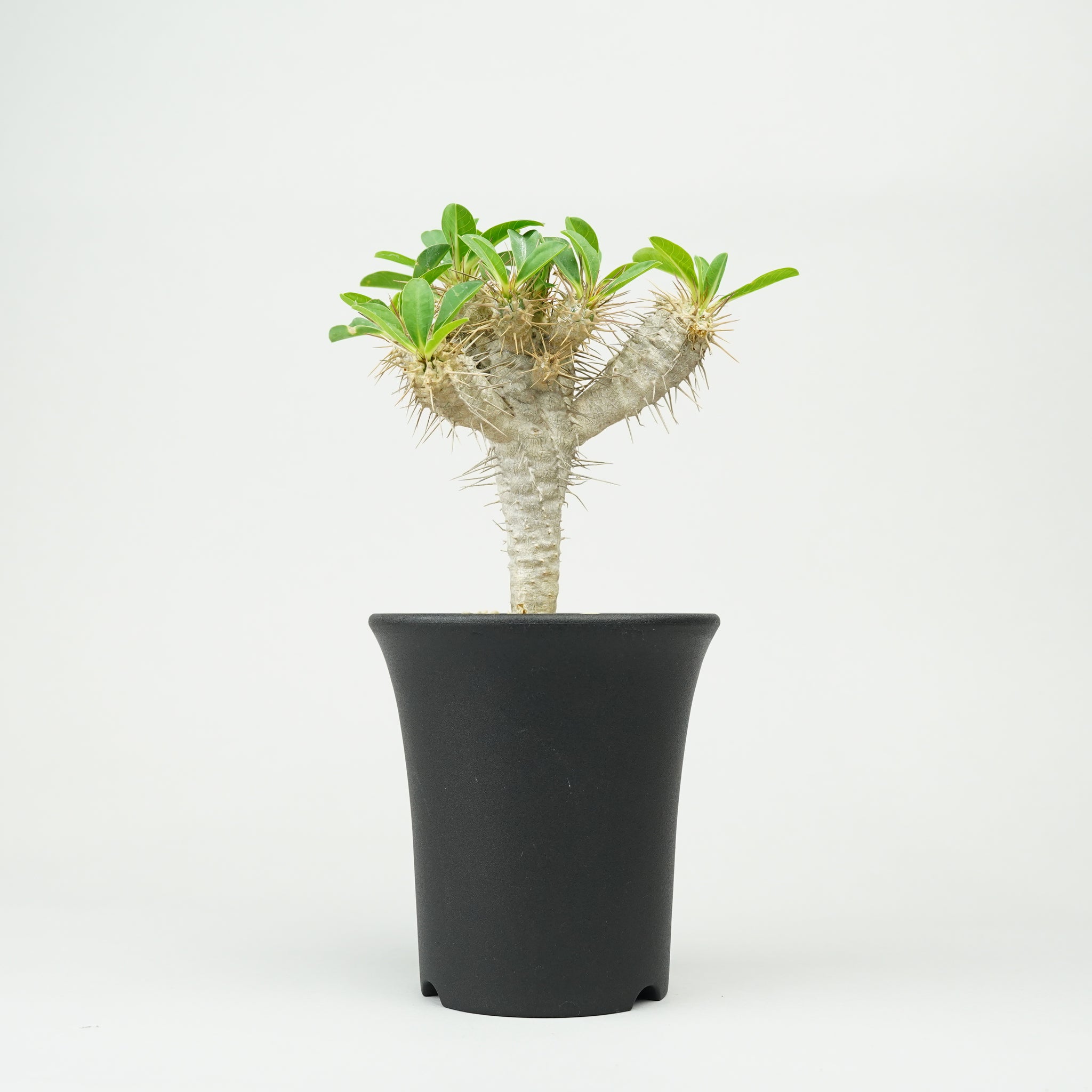 ユーフォルビア・ギラウミニアナ「Euphorbia guillauminiana」/EU390