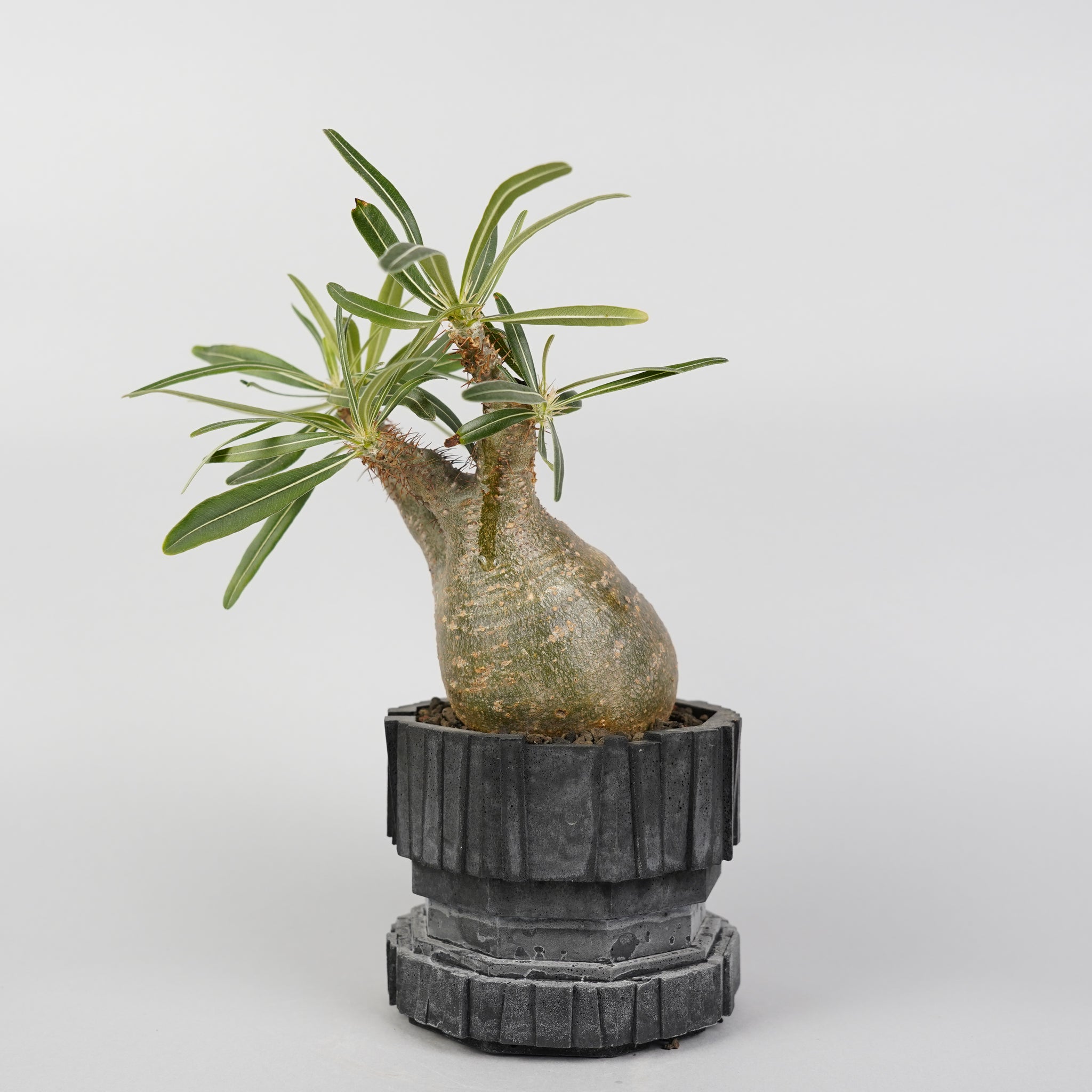 パキポディウム グラキリスPachypodium gracilius /GR0025+鉢goldbrickerNO0291