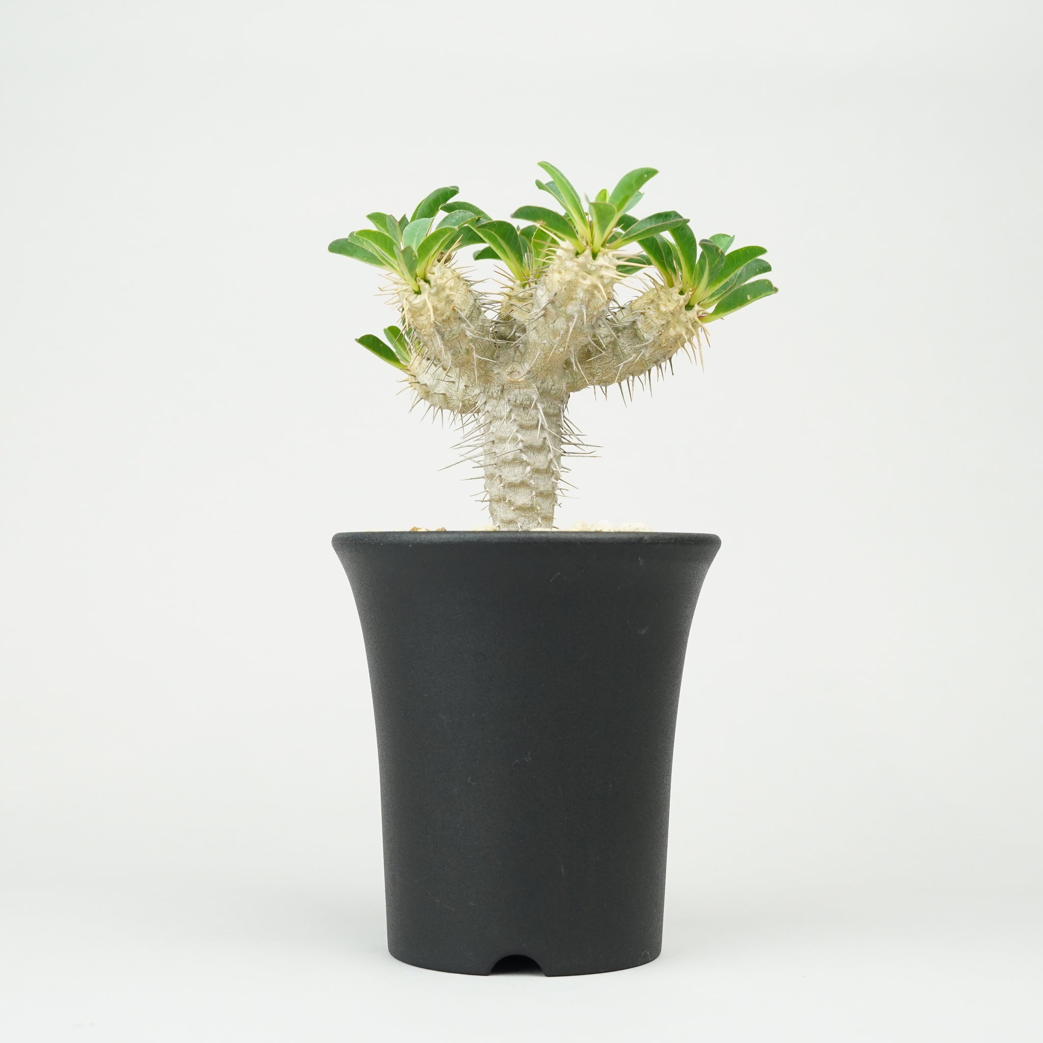 ユーフォルビア・ギラウミニアナ「Euphorbia guillauminiana」/EU391