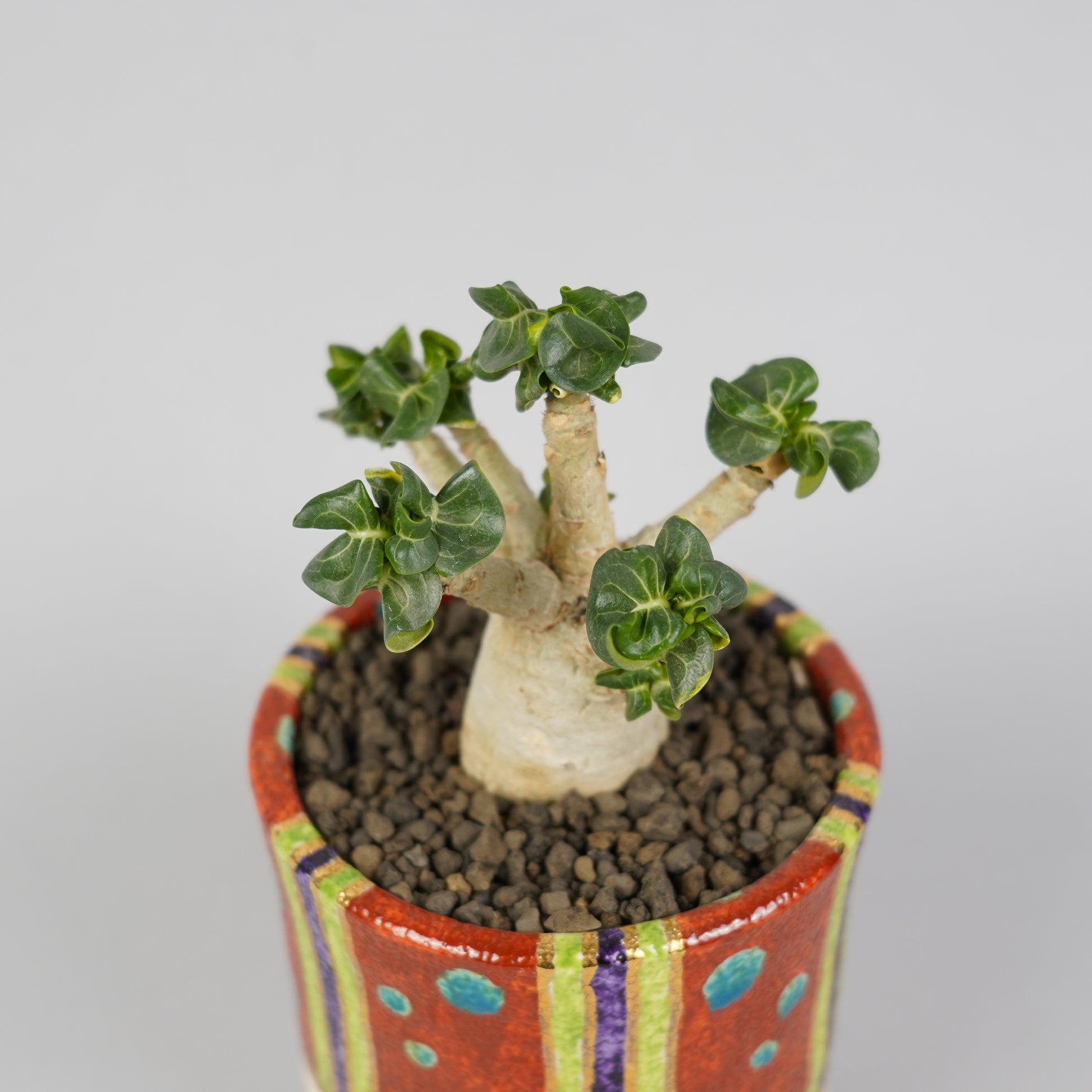 激レア/獅子葉のアデニウム/斑入り】Dorset Horn Adenium - 植物/観葉植物