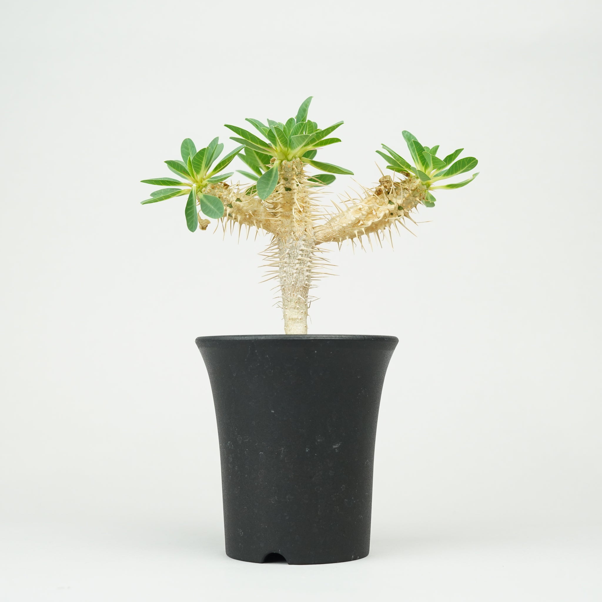 ユーフォルビア・ギラウミニアナ「Euphorbia guillauminiana」/EU408