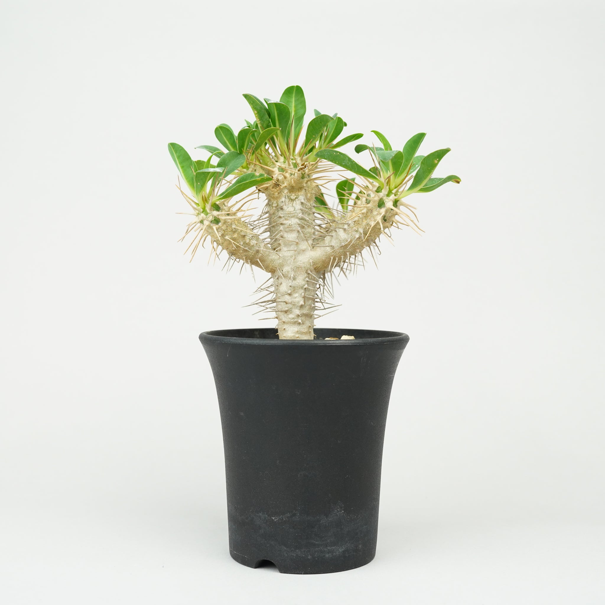 ユーフォルビア・ギラウミニアナ「Euphorbia guillauminiana」/EU0396