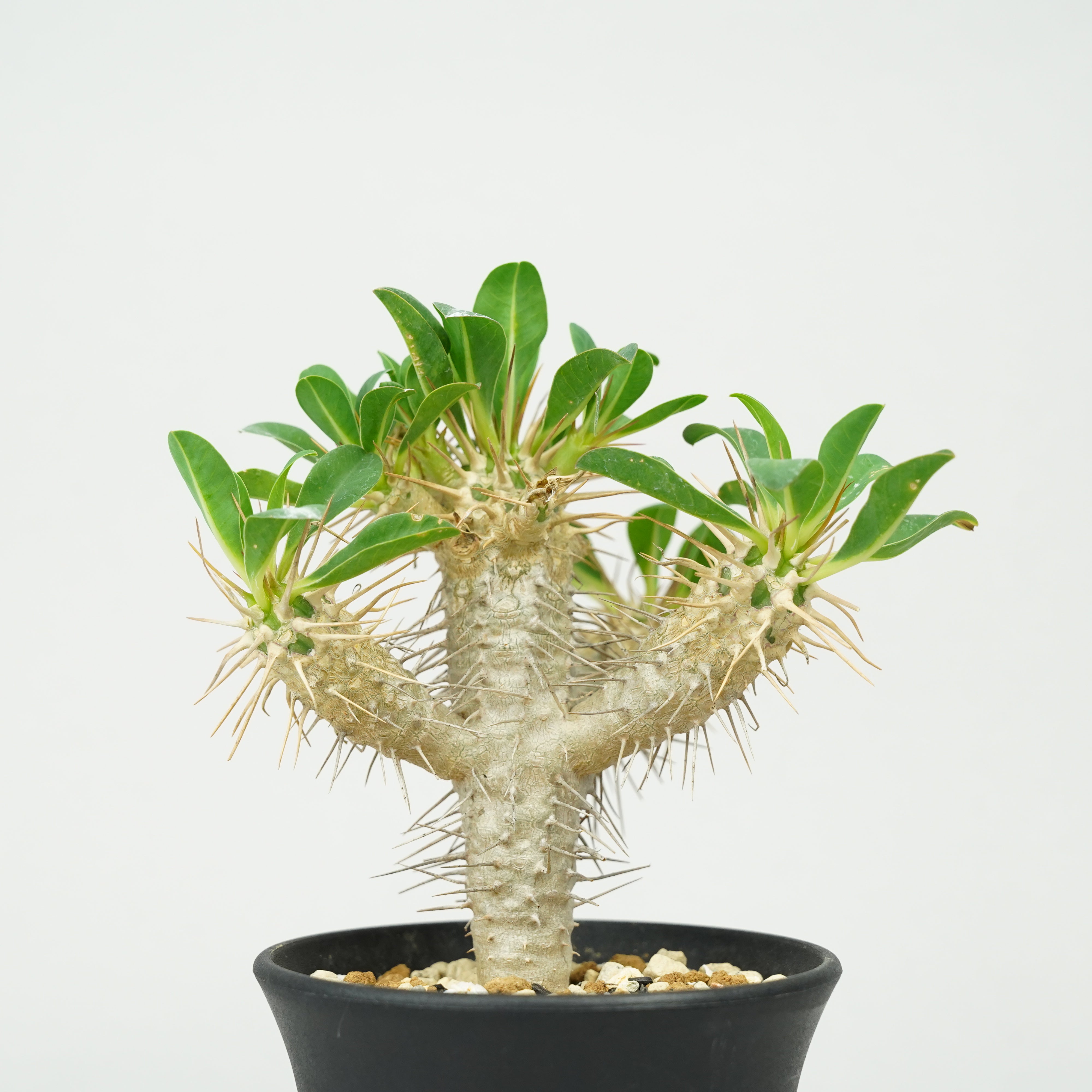 ユーフォルビア・ギラウミニアナ「Euphorbia guillauminiana」/EU0396