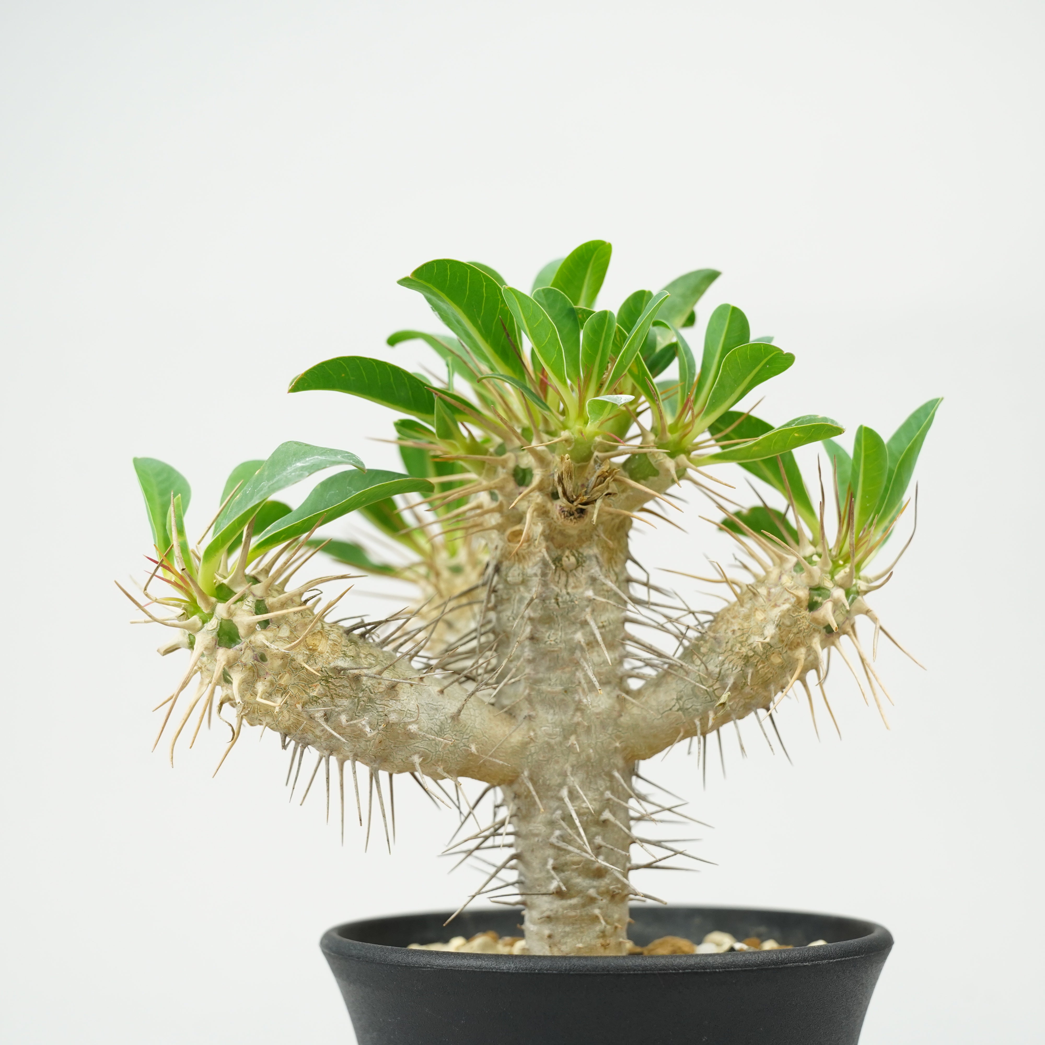 ユーフォルビア・ギラウミニアナ「Euphorbia guillauminiana」/EU0396