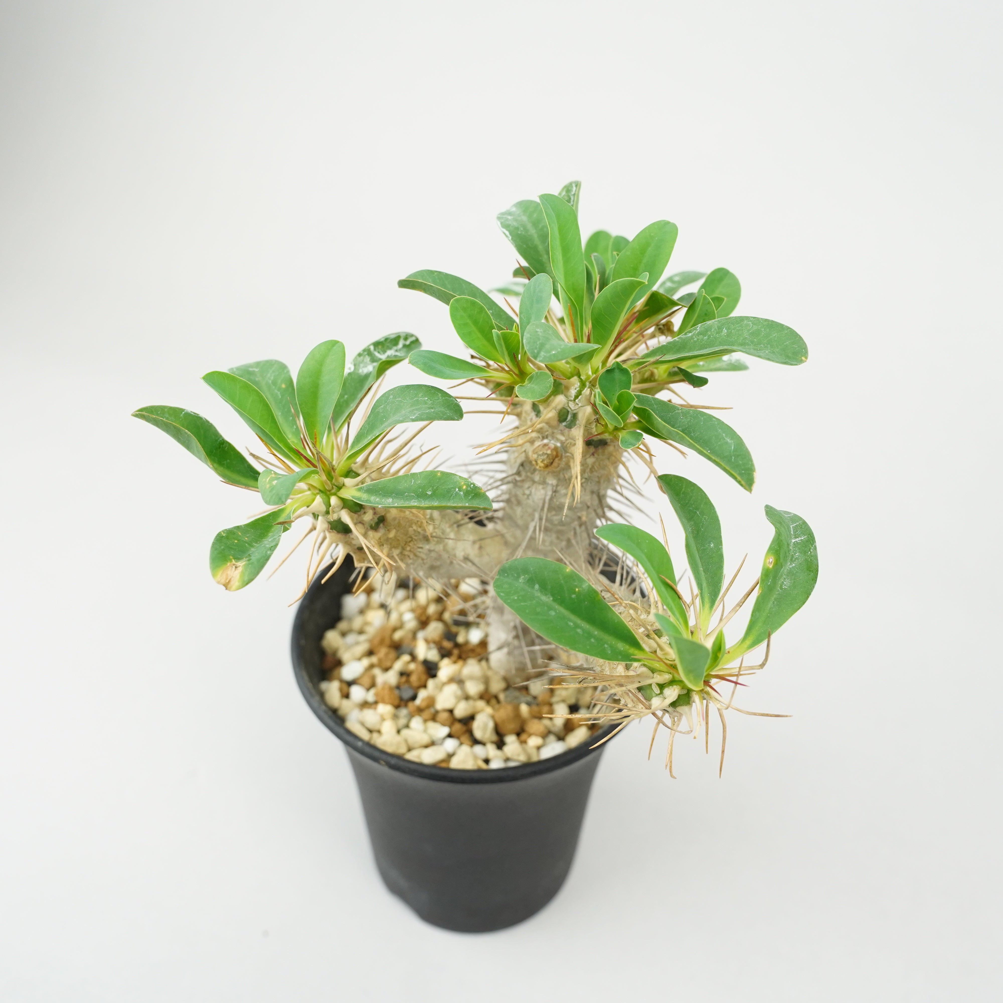 ユーフォルビア・ギラウミニアナ「Euphorbia guillauminiana」/EU0396
