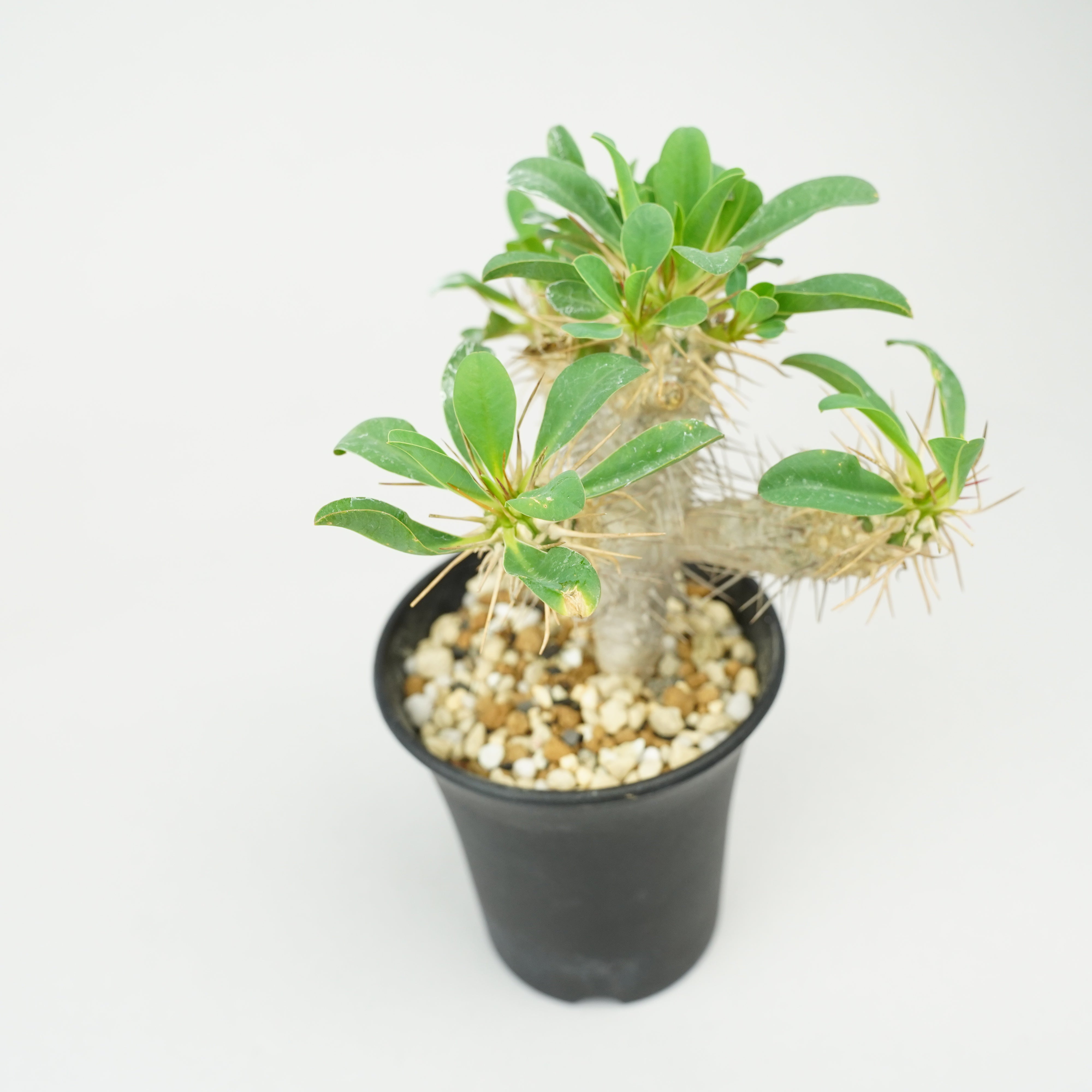 ユーフォルビア・ギラウミニアナ「Euphorbia guillauminiana」/EU0396