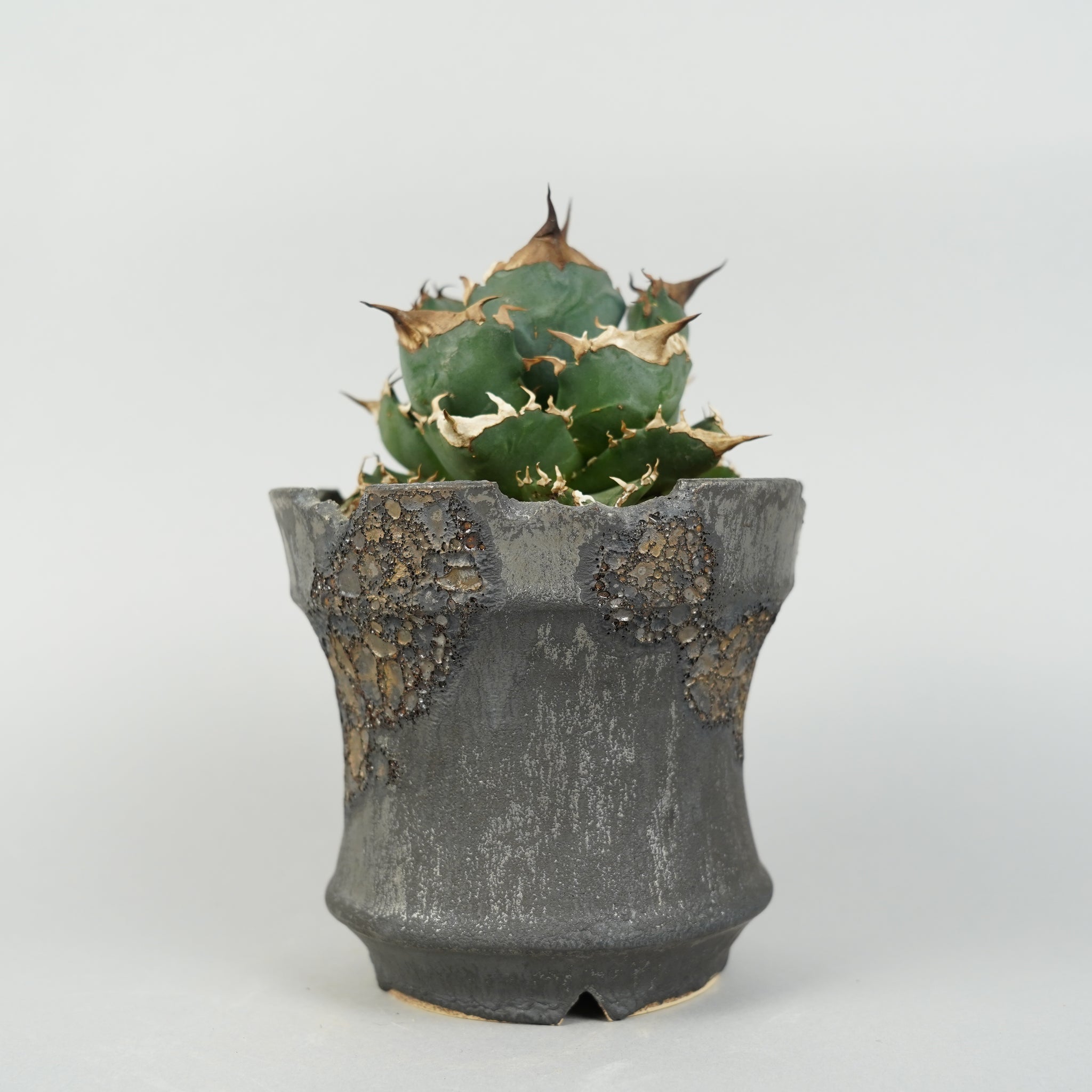 アガベ チタノタ 白火焔 Agave titanota white fire/AG0114×鉢4nWH34