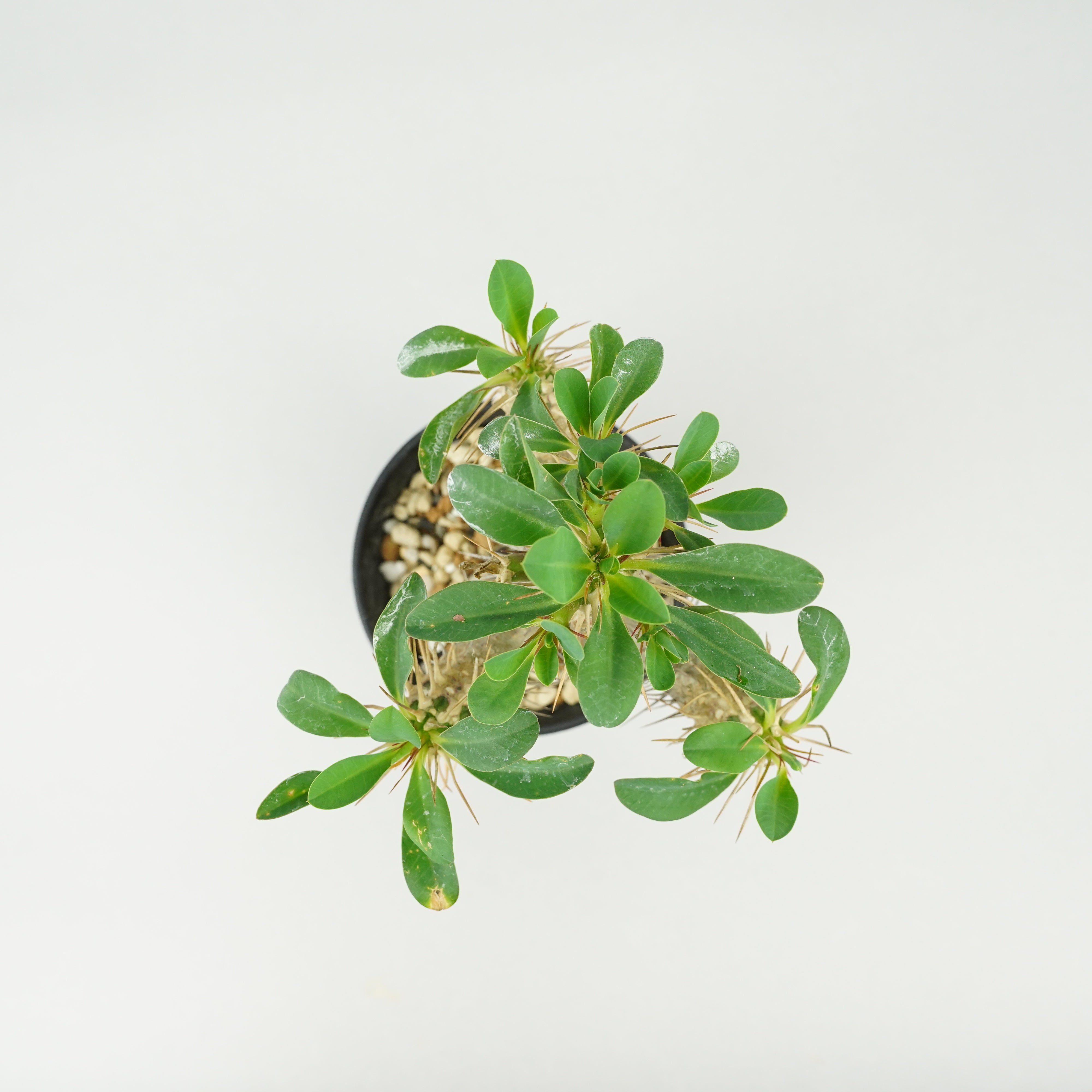 ユーフォルビア・ギラウミニアナ「Euphorbia guillauminiana」/EU0396