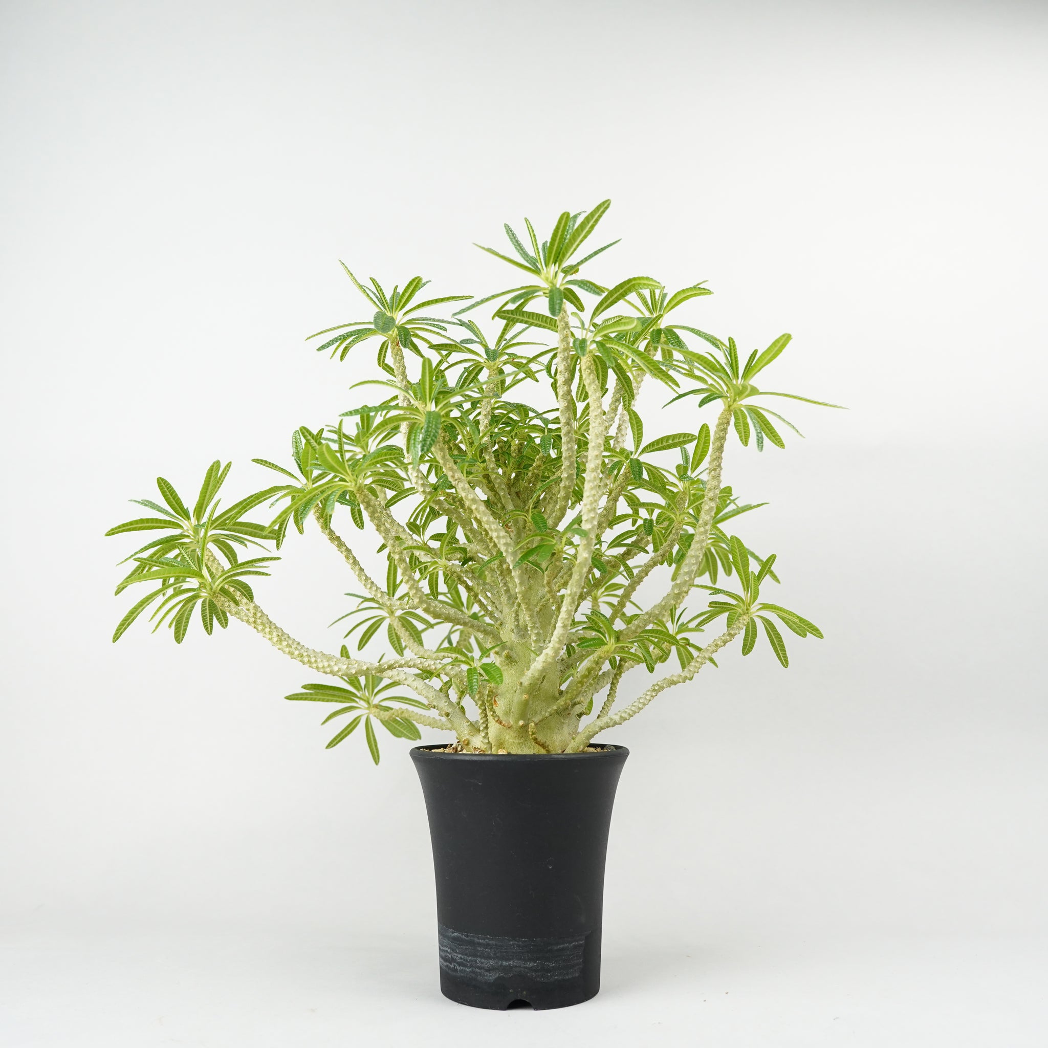 ドルステニア・ギガス ブラータ「Dorstenia gigas f. bullata」/DL251