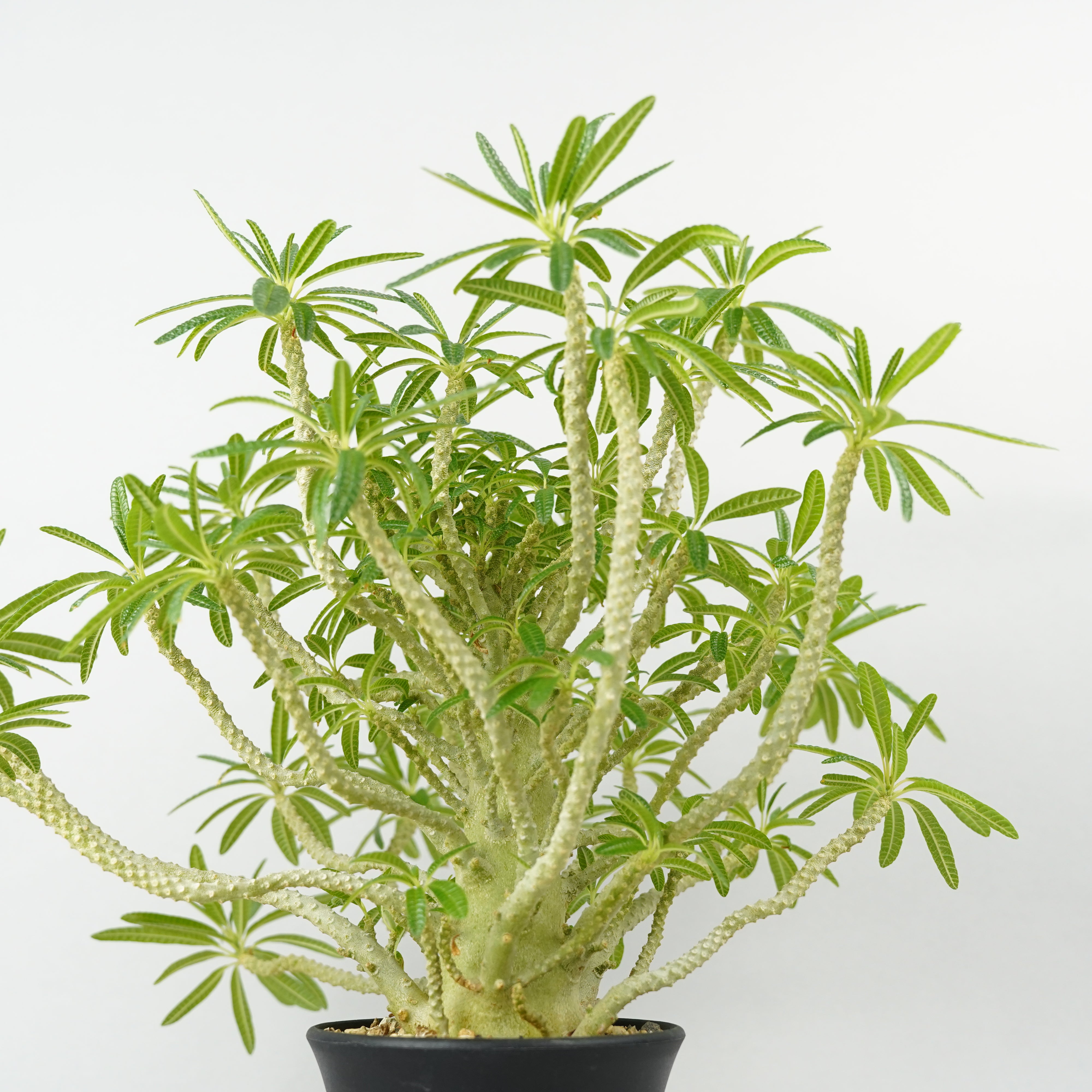 HACHI-8公式】ドルステニア・ギガス「Dorstenia gigas」/DL0195