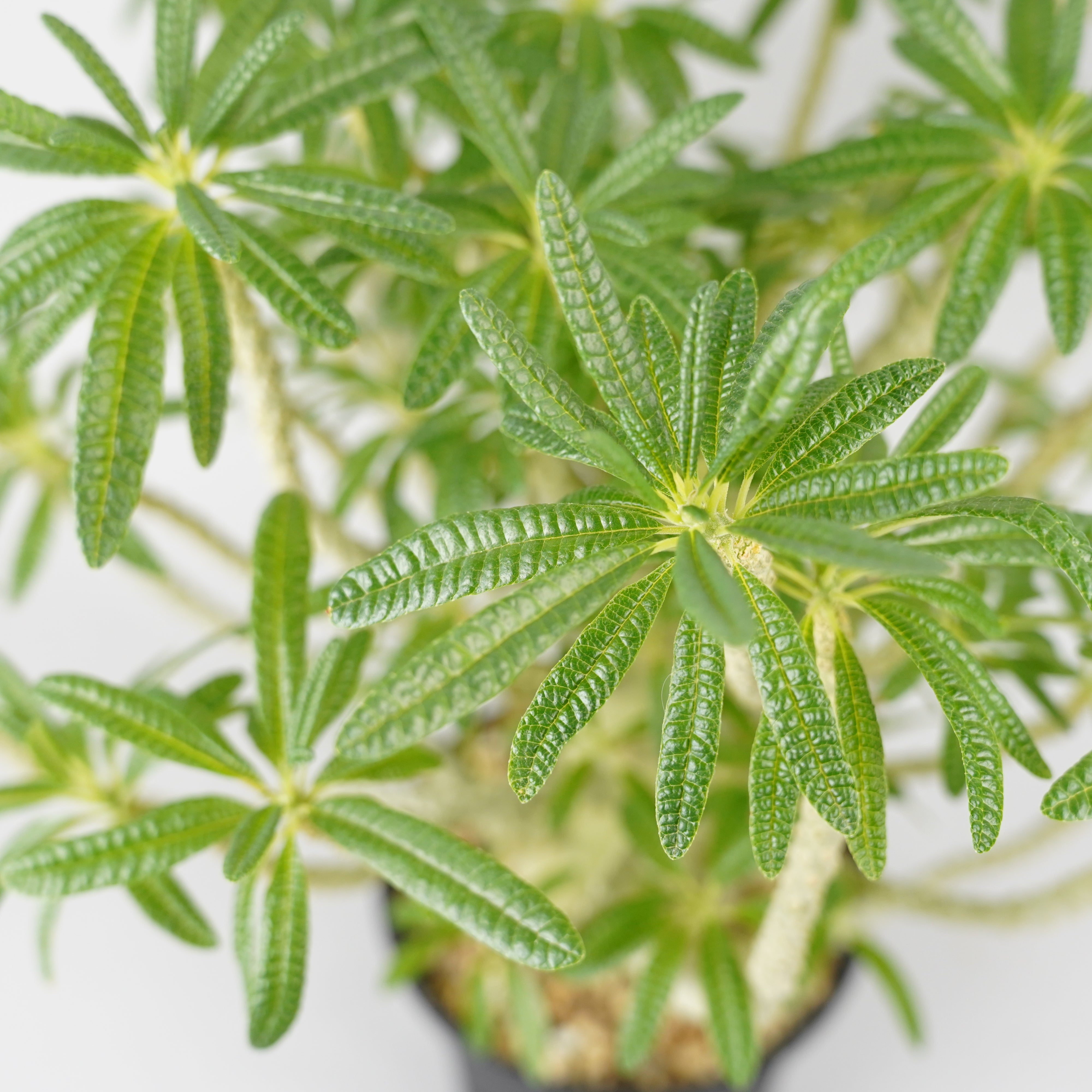 HACHI-8公式】ドルステニア・ギガス「Dorstenia gigas」/DL0195 – Hachi-8