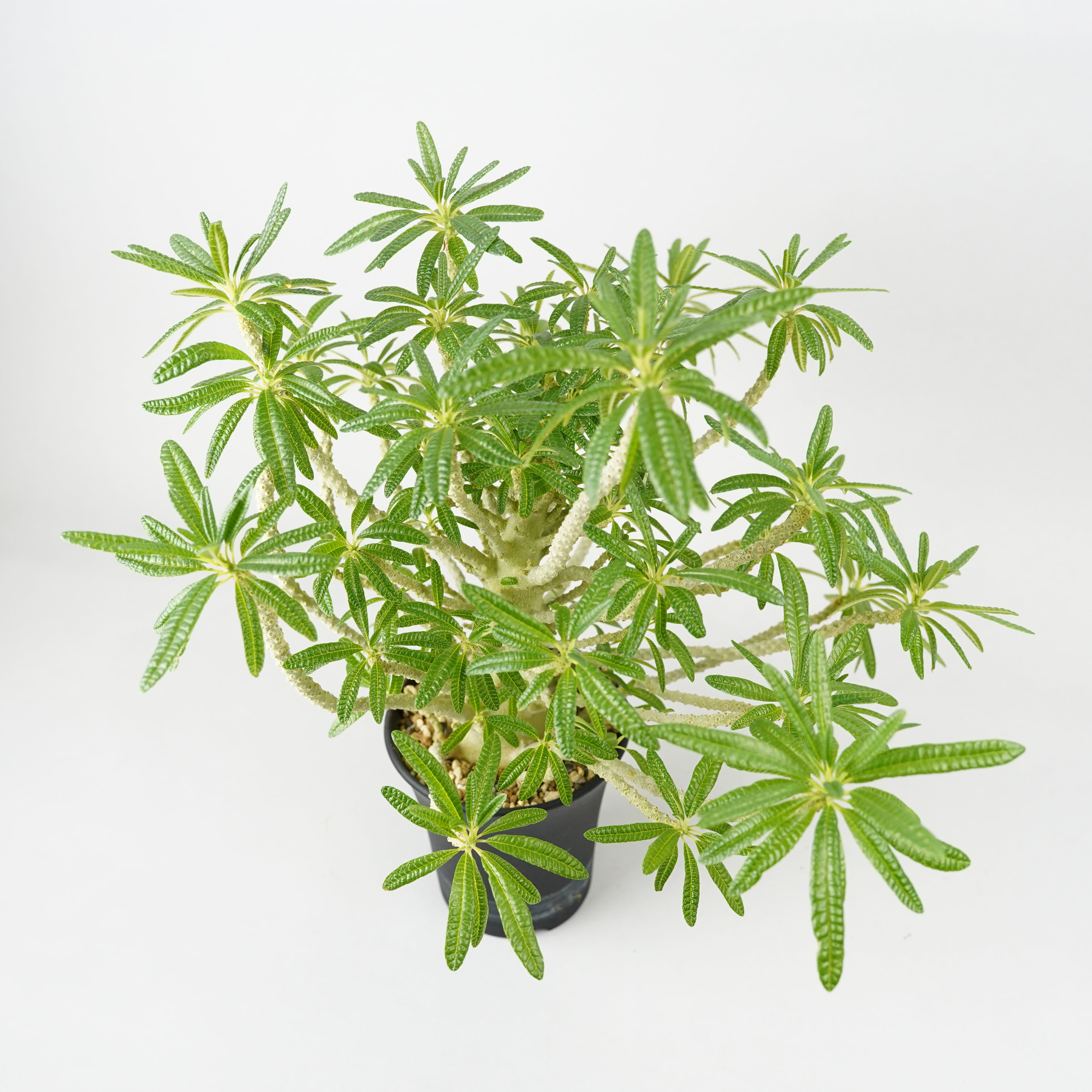 HACHI-8公式】ドルステニア・ギガス「Dorstenia gigas」/DL0195