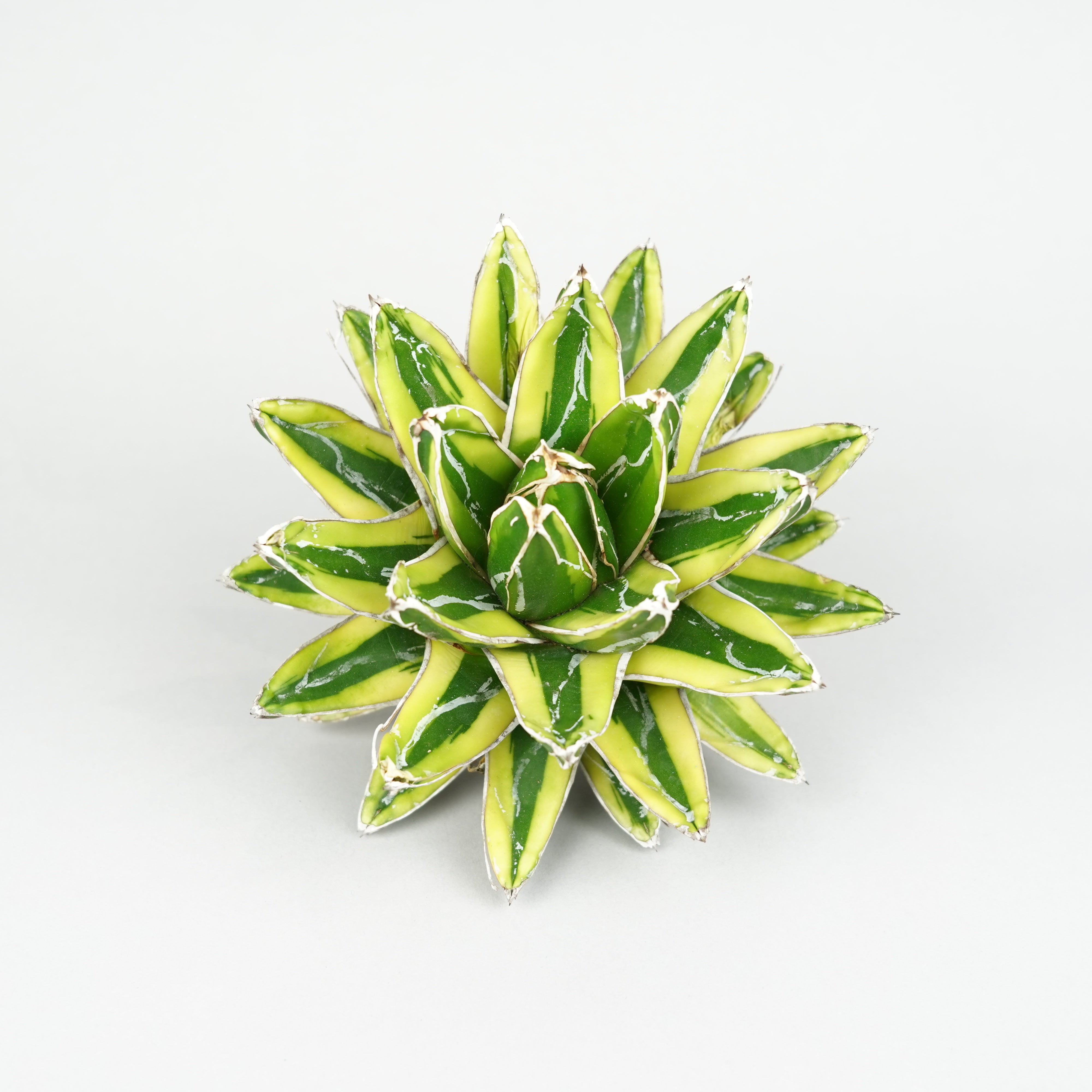 商品一覧/新着植物 – Hachi-8