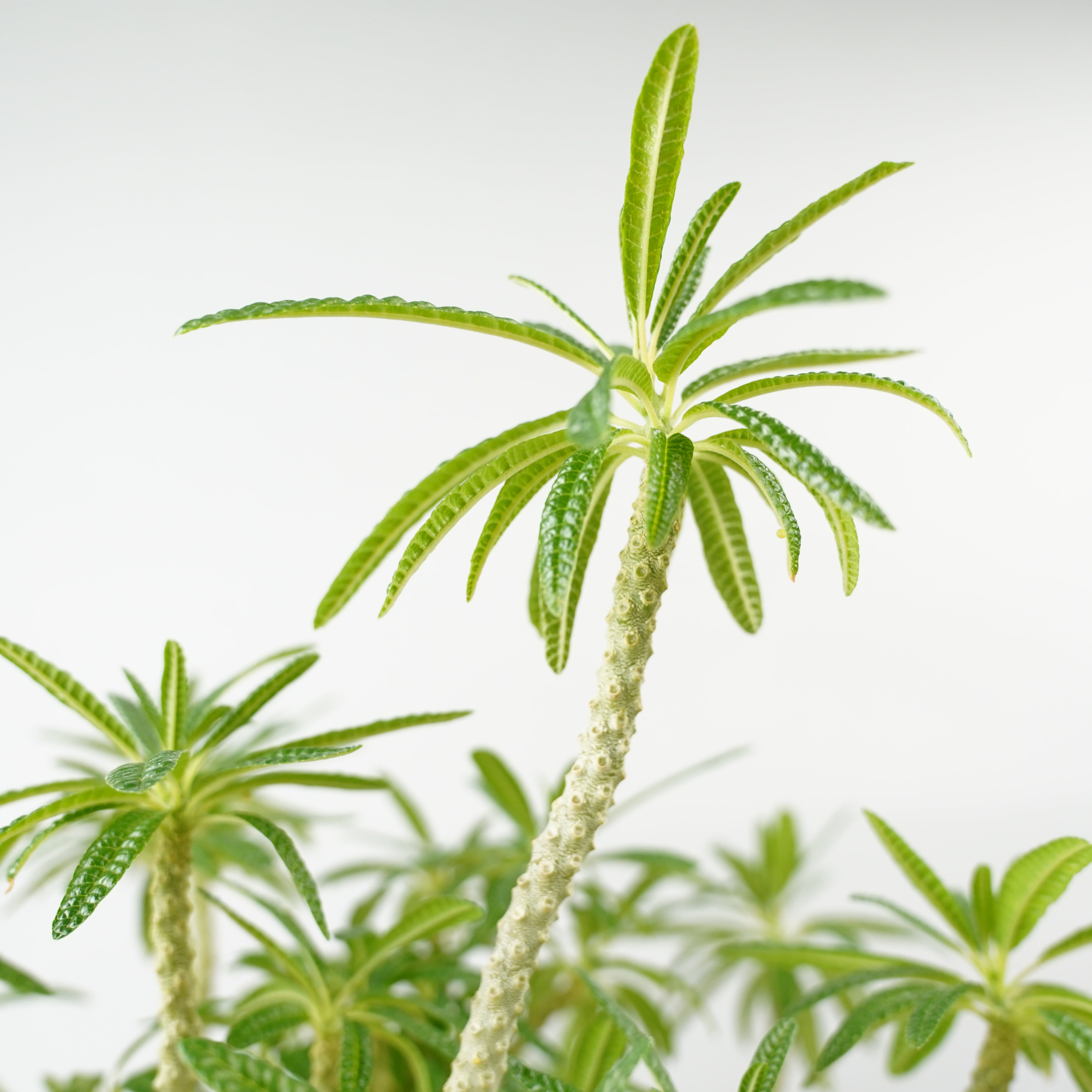 HACHI-8公式】ドルステニア・ギガス「Dorstenia gigas」/DL0195 – Hachi-8