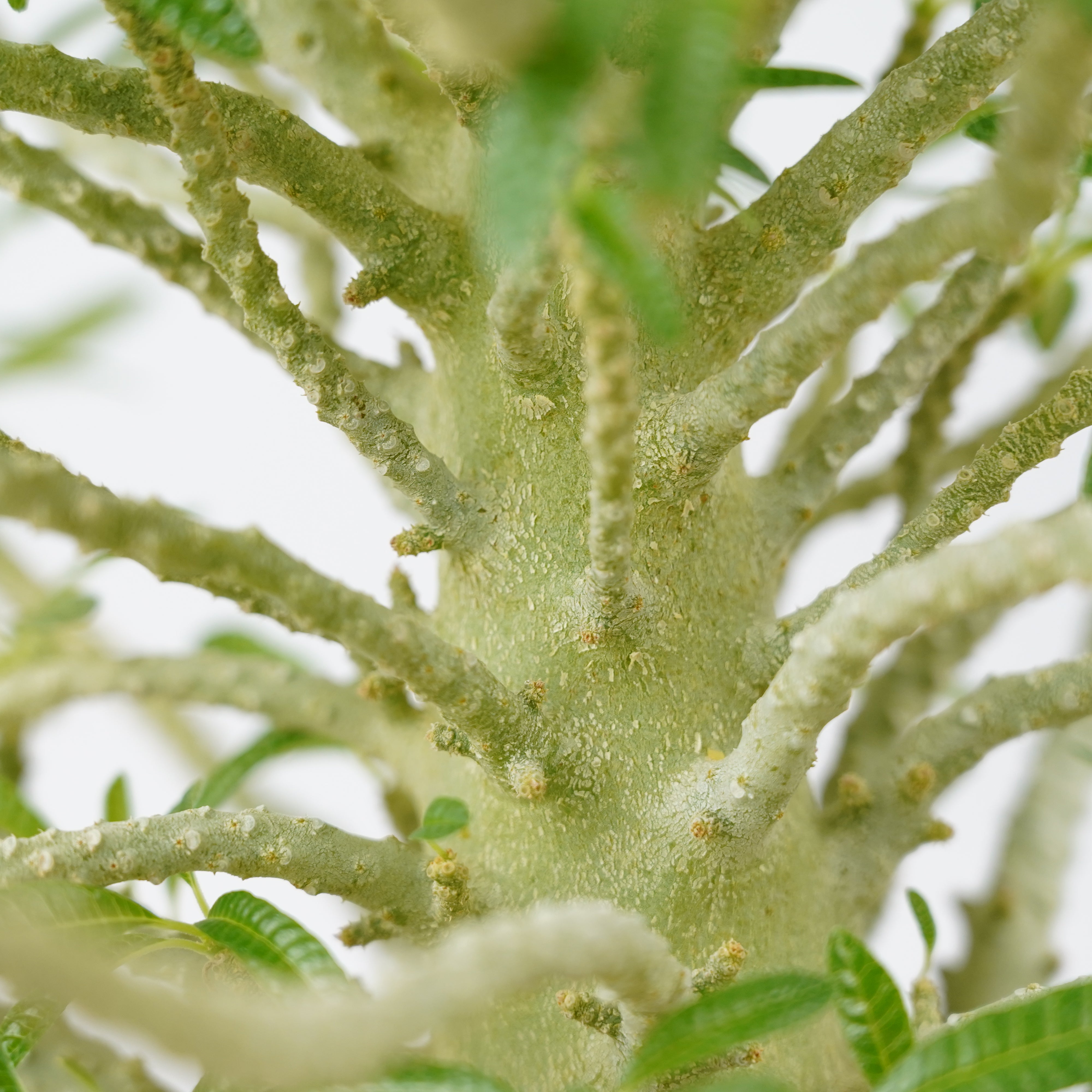 HACHI-8公式】ドルステニア・ギガス「Dorstenia gigas」/DL0195 – Hachi-8