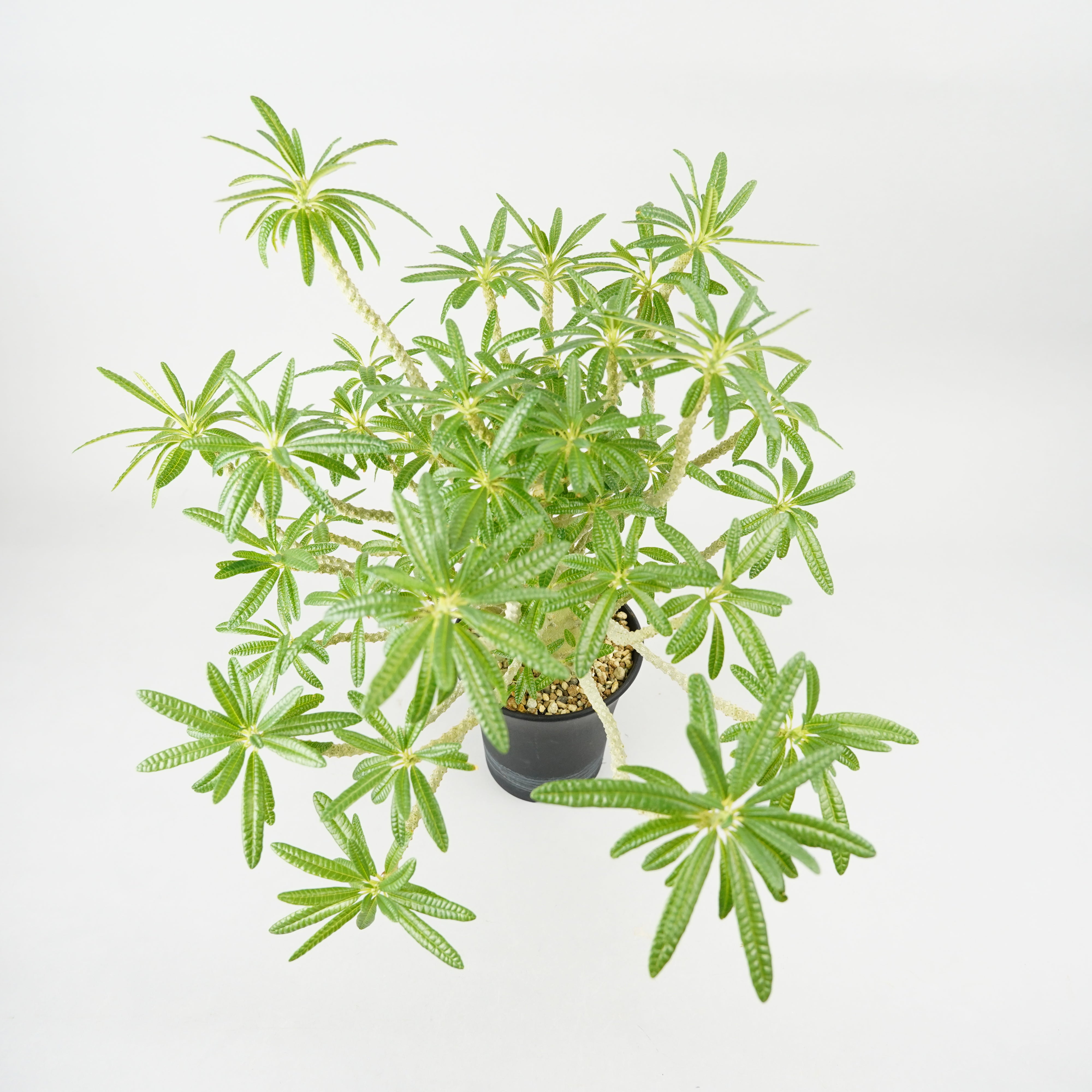 HACHI-8公式】ドルステニア・ギガス「Dorstenia gigas」/DL0195 – Hachi-8