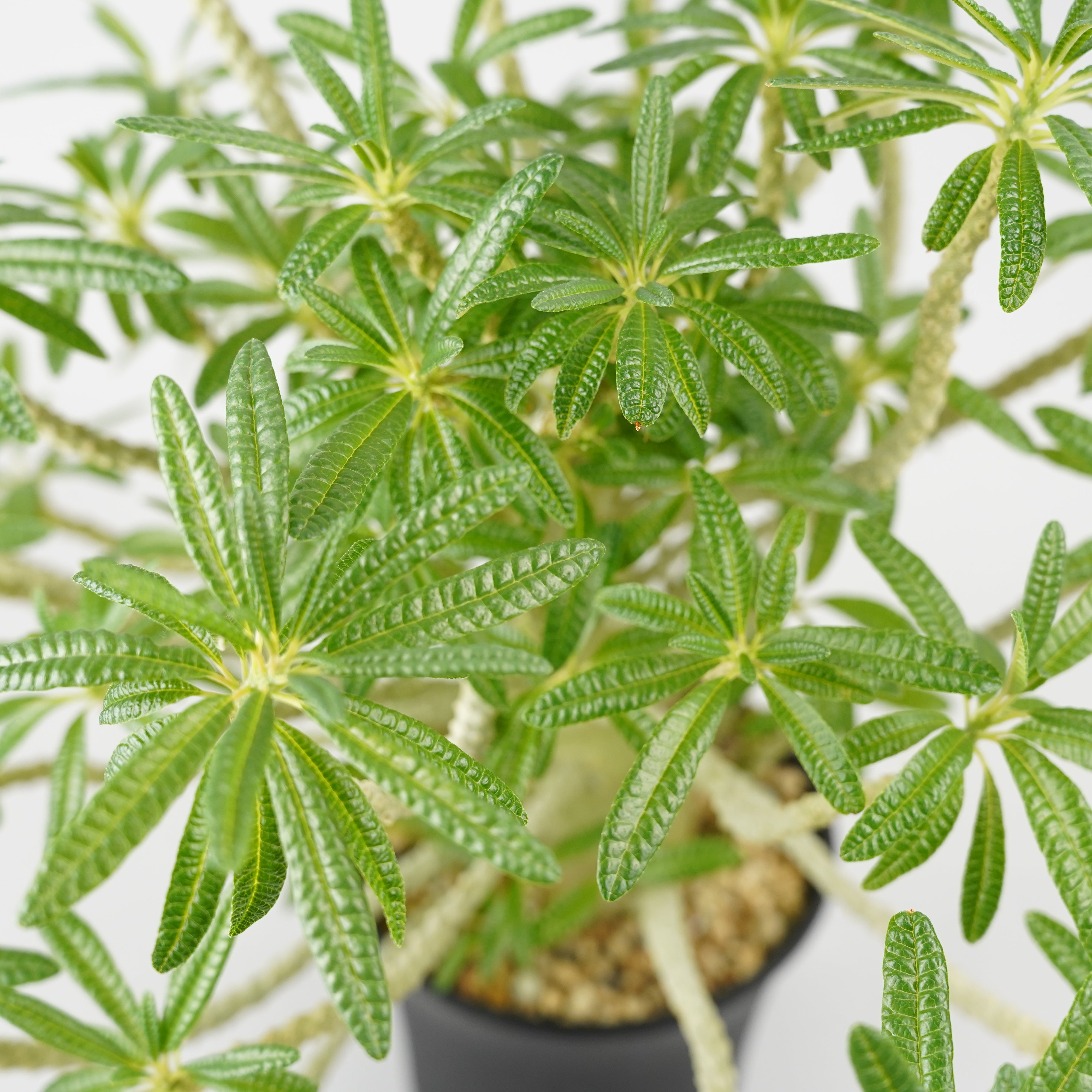 【ドリステニア】　ギガス ドルステニア ギガス “選抜個体”+ YON-HACHI 「Dorstenia gigas “