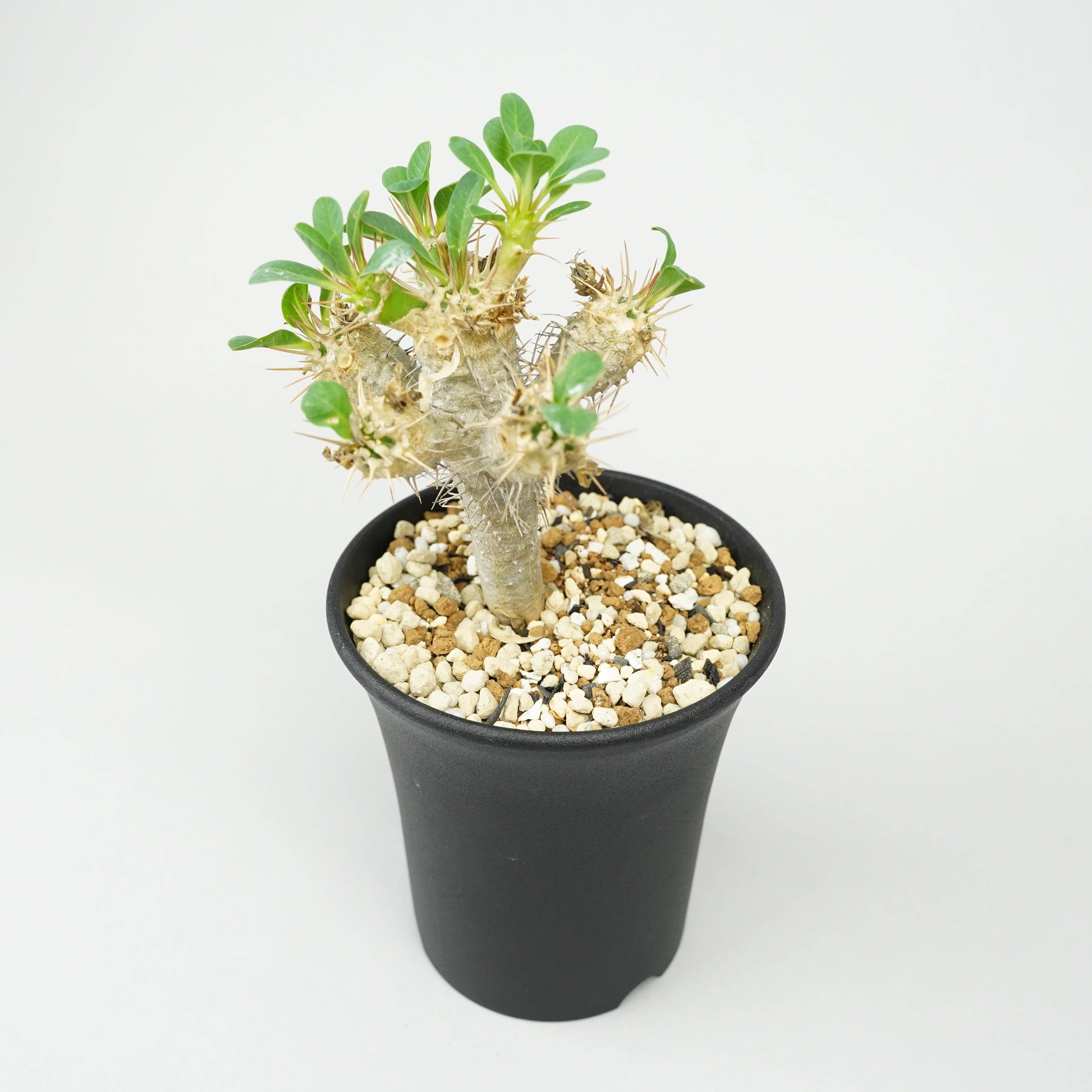 ユーフォルビア・ギラウミニアナ「Euphorbia guillauminiana」/EU407