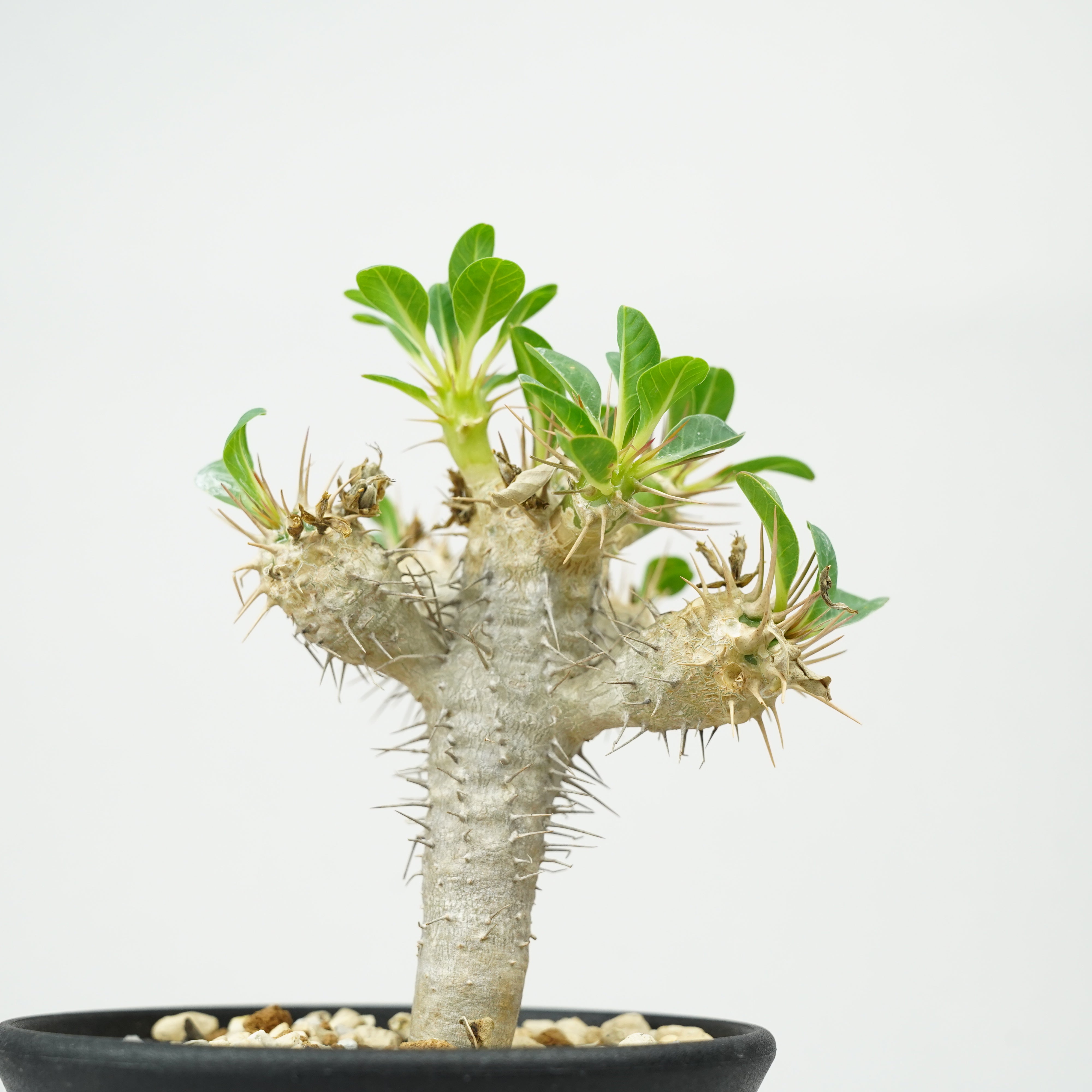 ユーフォルビア　ギラウミニアナ ユーフォルビア・ギラウミニアナ「Euphorbia guillauminiana」/EU407