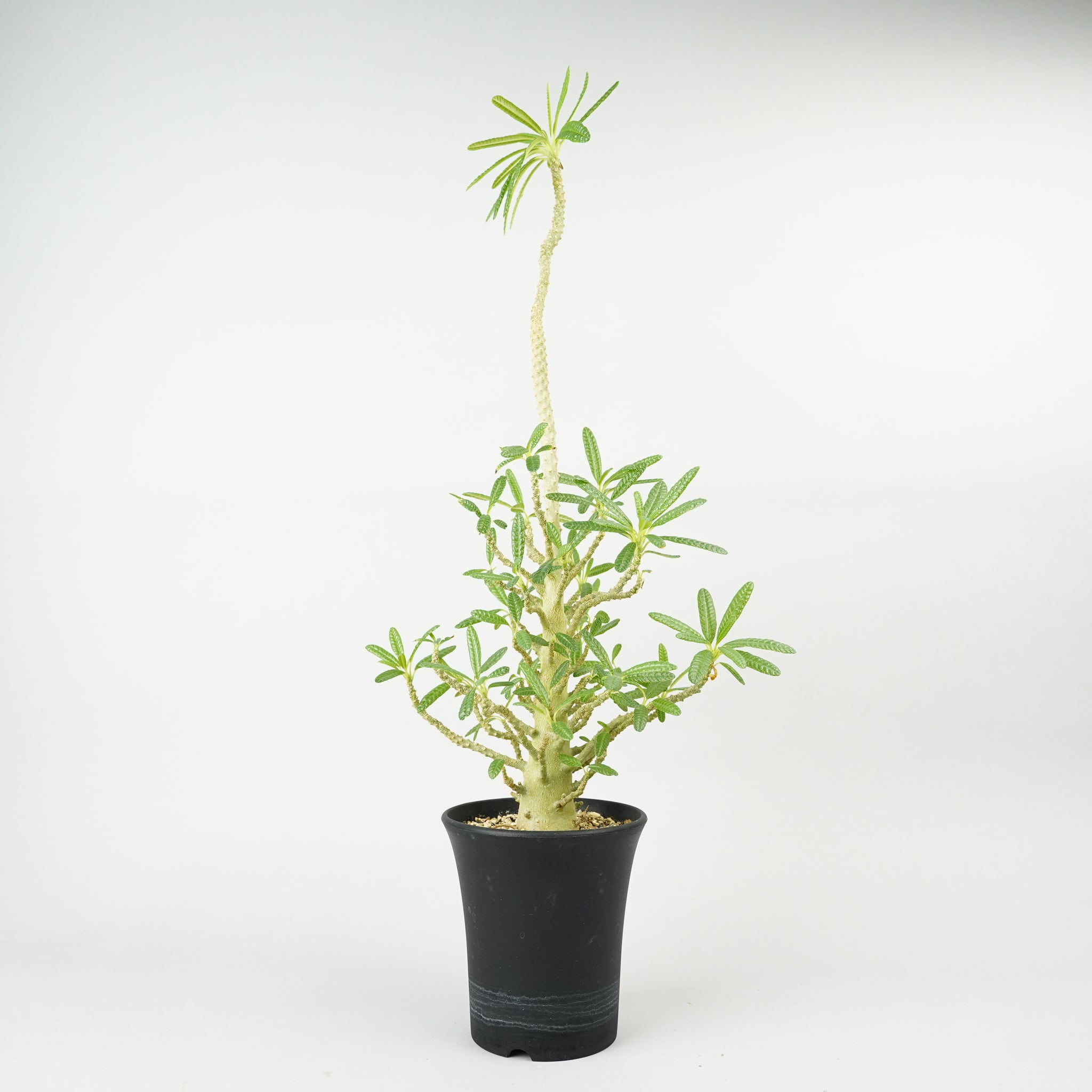 ドルステニア・ギガス ブラータ「Dorstenia gigas f. bullata」