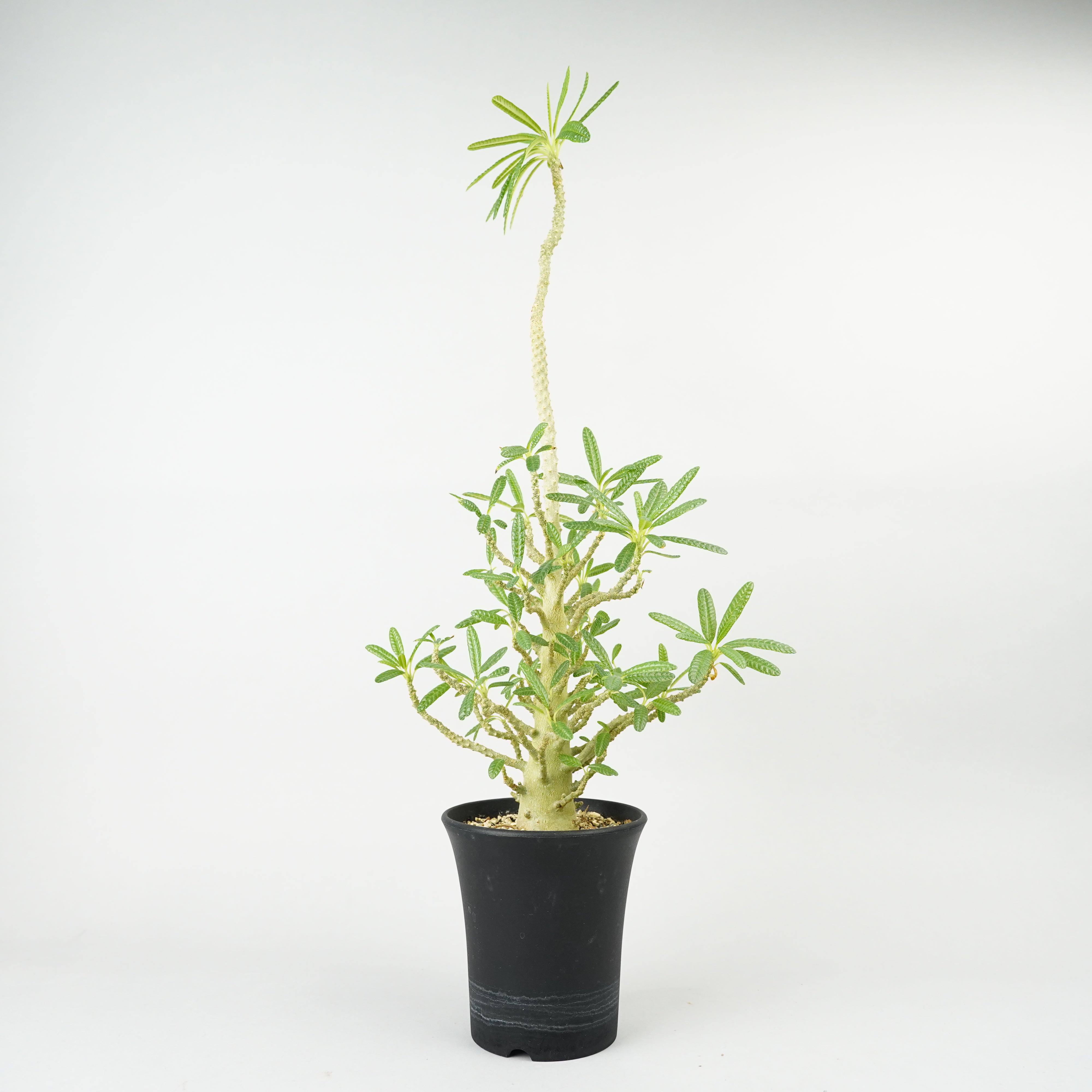 ドルステニアギガス36.パキプス② ドルステニアギガス36