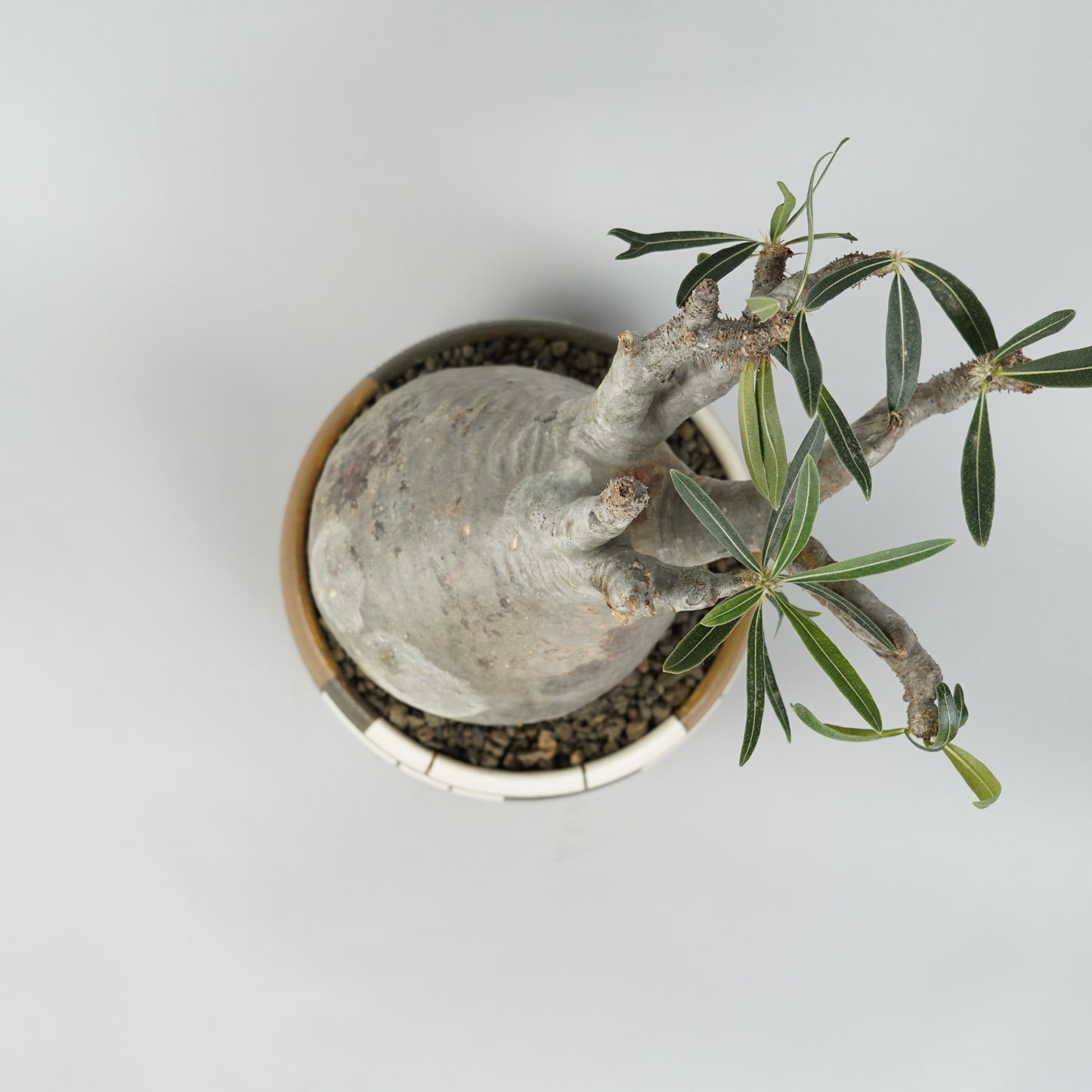 パキポディウム グラキリス「Pachypodium gracilius」/GR0042＋ 鉢3kWKp29