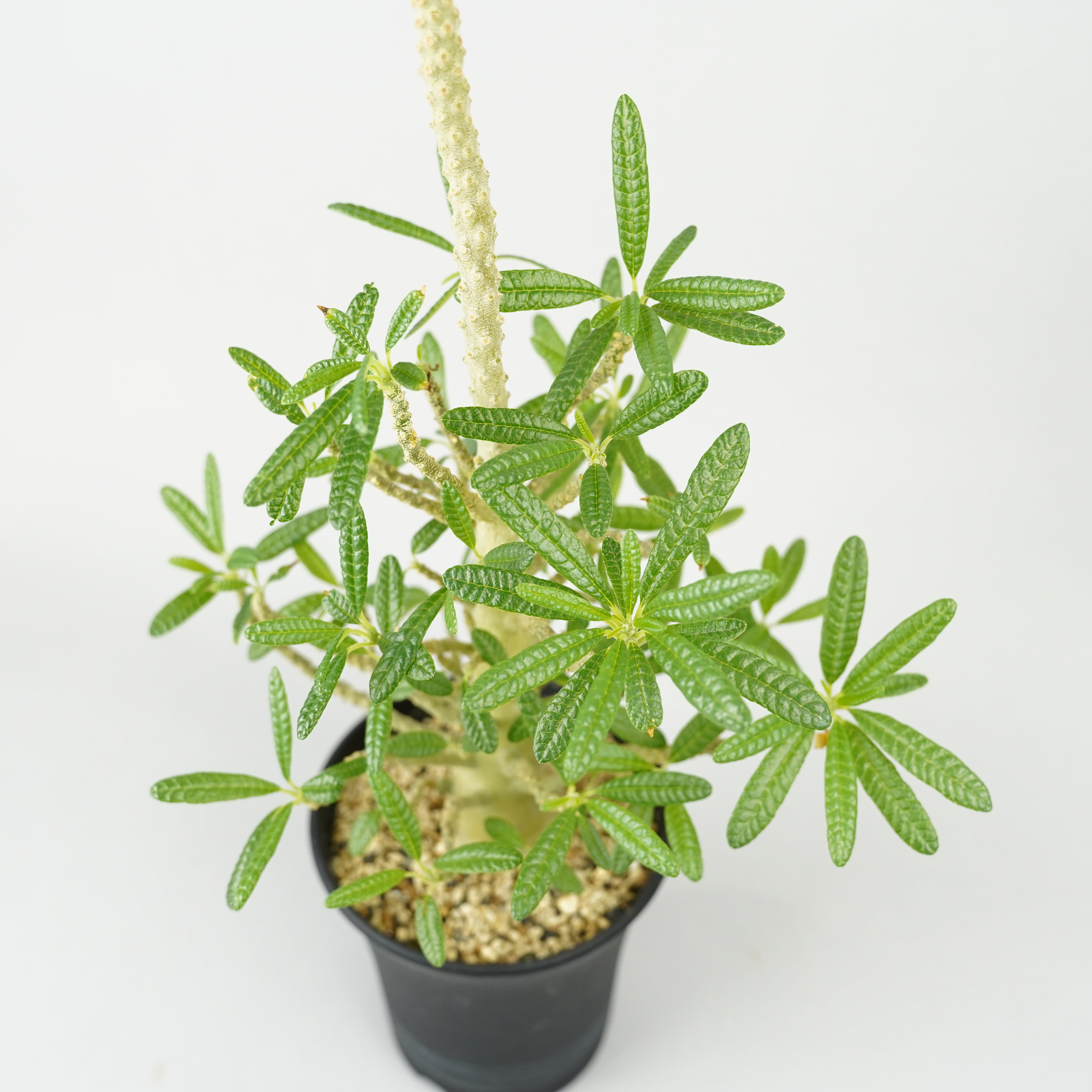 HACHI-8公式】ドルステニア・ギガス「Dorstenia gigas」/DL0195