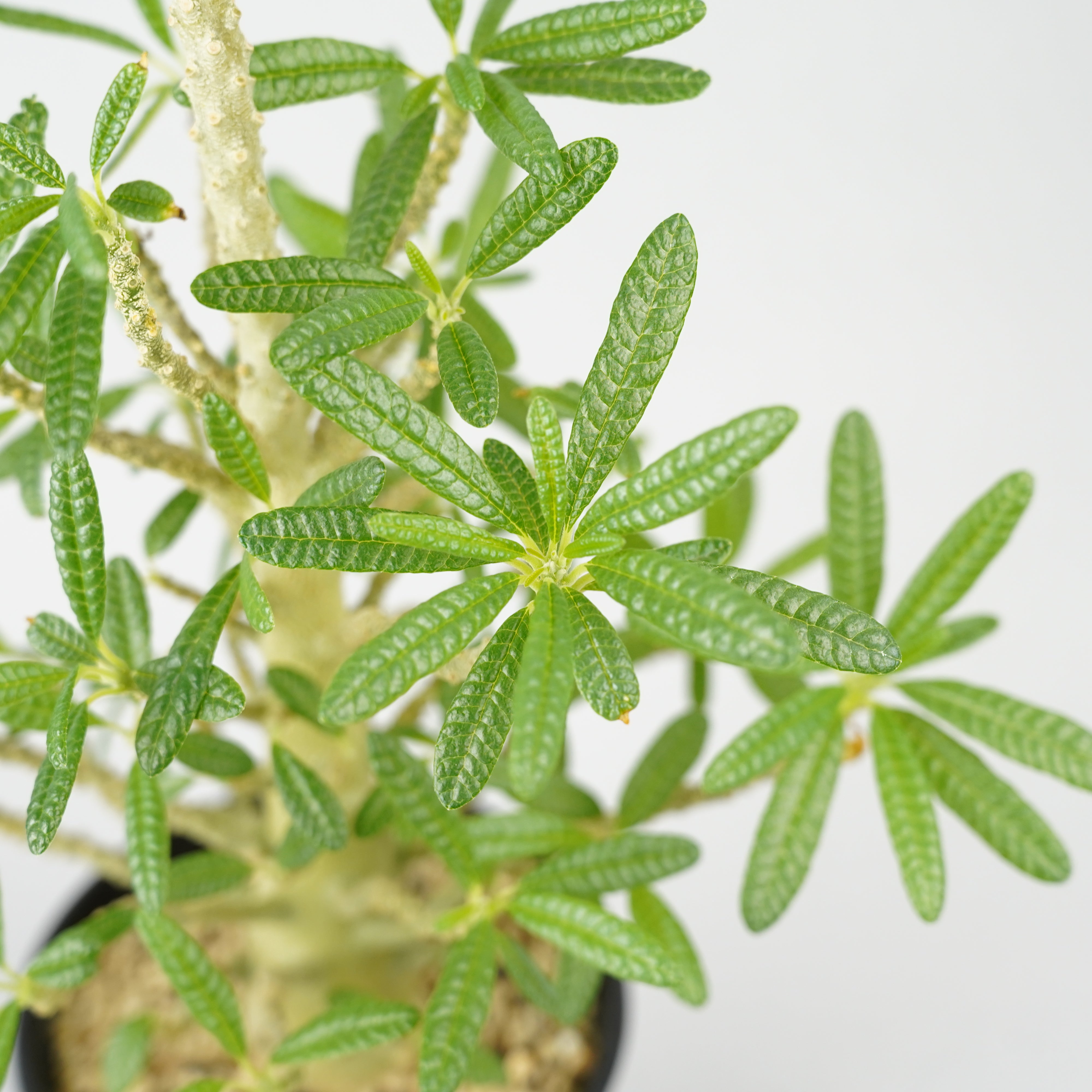 HACHI-8公式】ドルステニア・ギガス「Dorstenia gigas」/DL0195 – Hachi-8