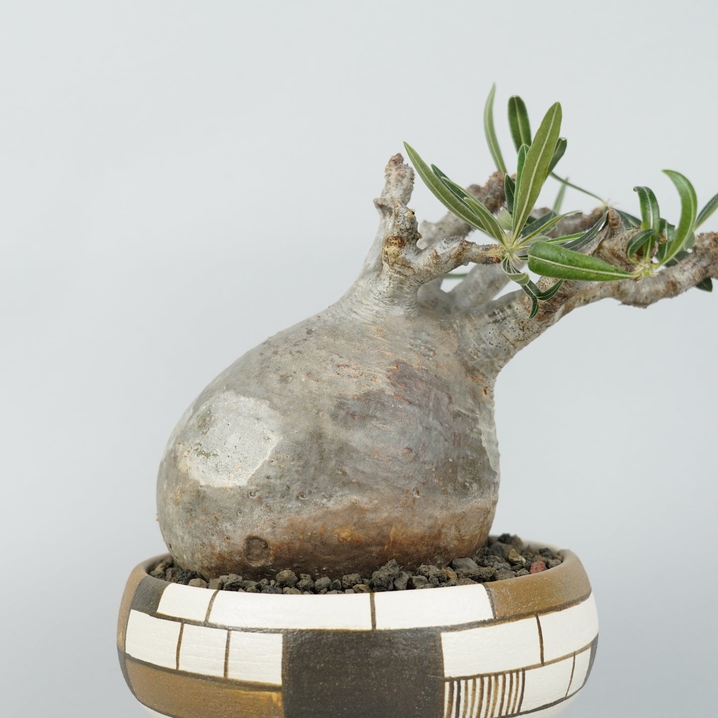 パキポディウム グラキリス「Pachypodium gracilius」/GR0042＋ 鉢3kWKp29