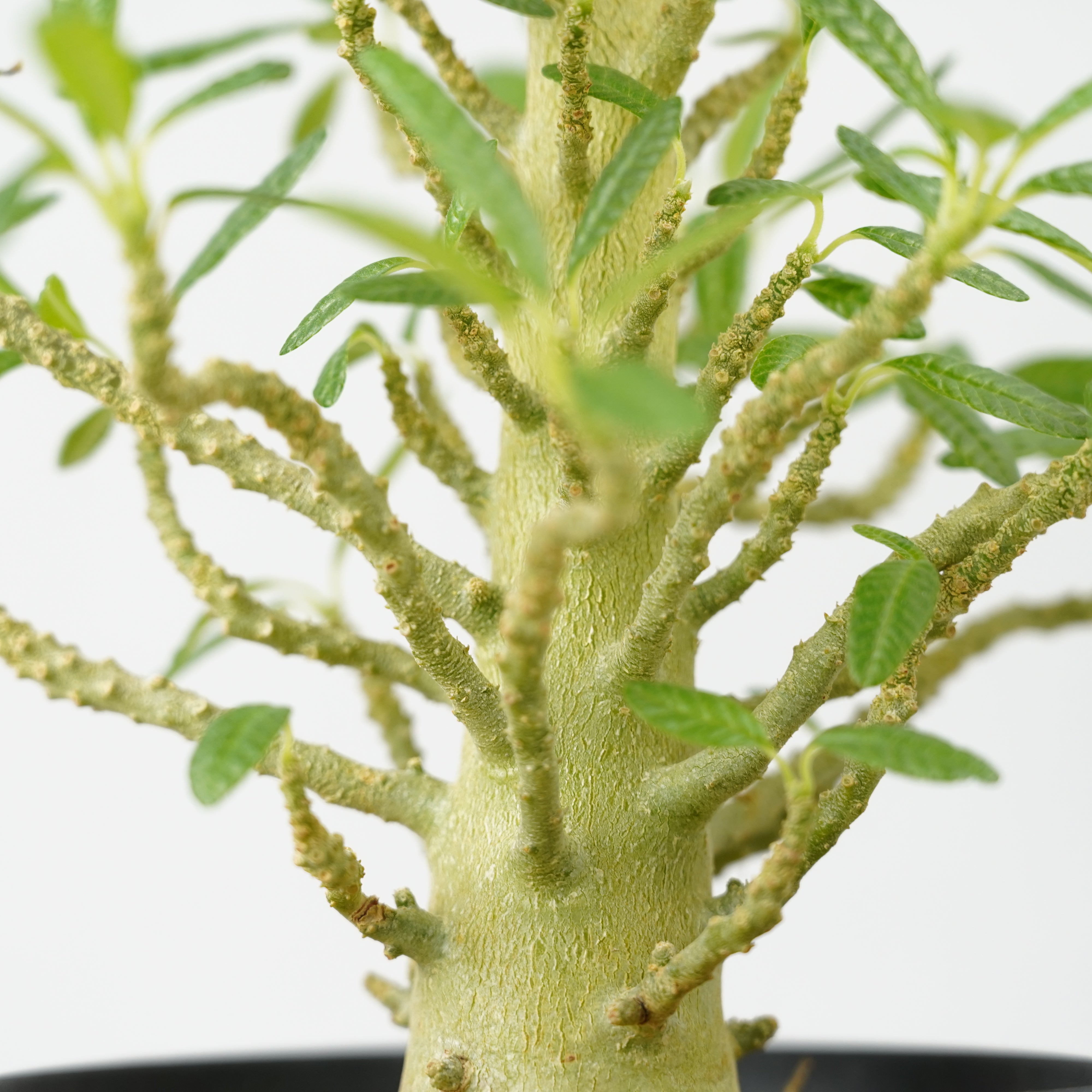 HACHI-8公式】ドルステニア・ギガス「Dorstenia gigas」/DL0195