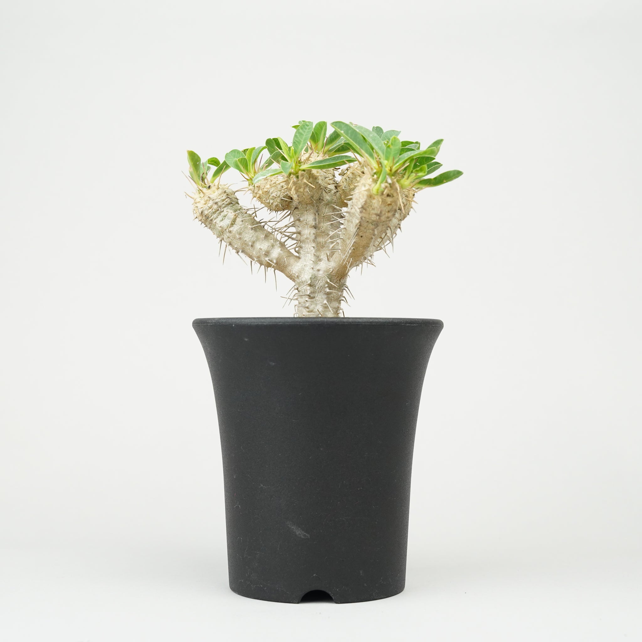 ユーフォルビア・ギラウミニアナ「Euphorbia guillauminiana」/EU394