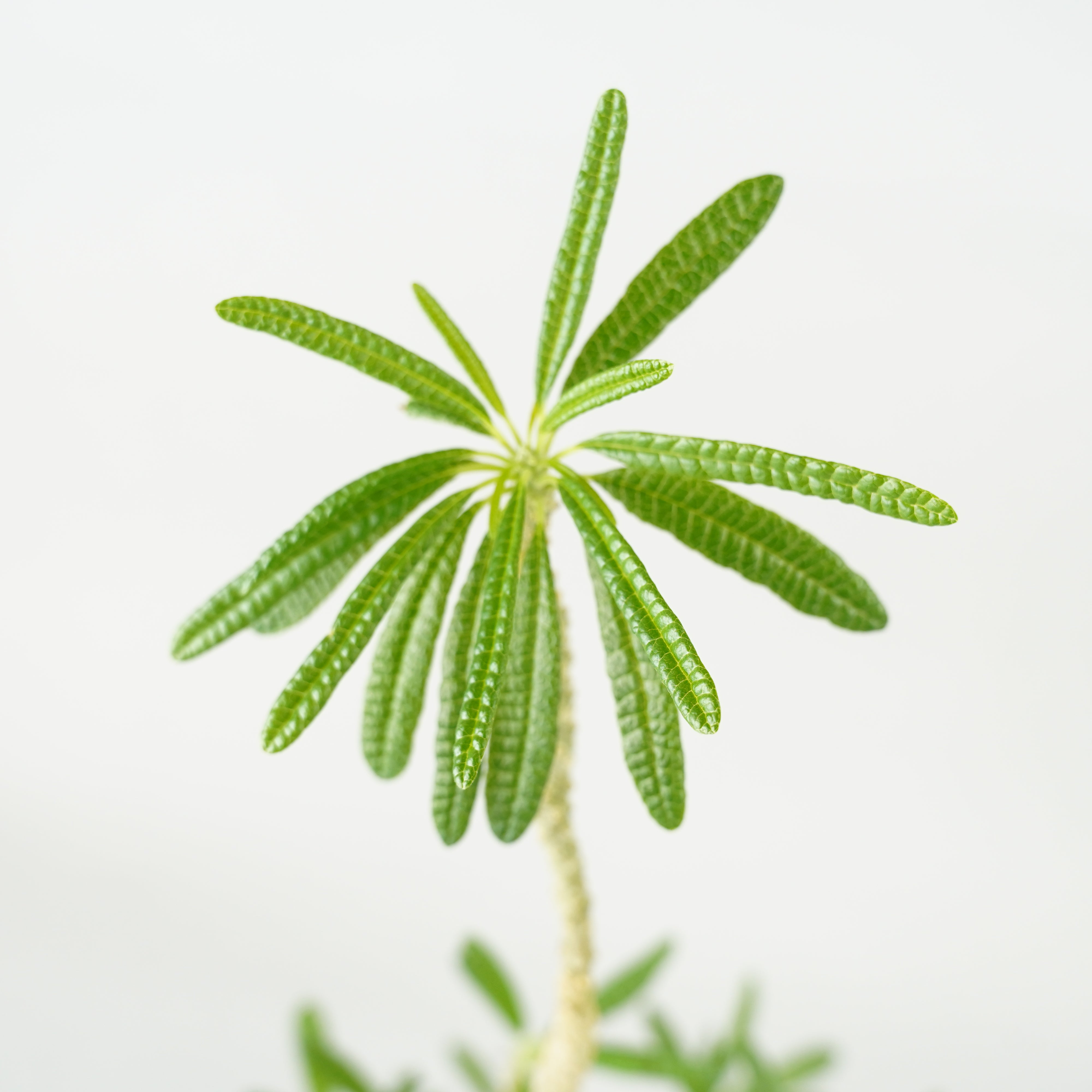 HACHI-8公式】ドルステニア・ギガス「Dorstenia gigas」/DL0195