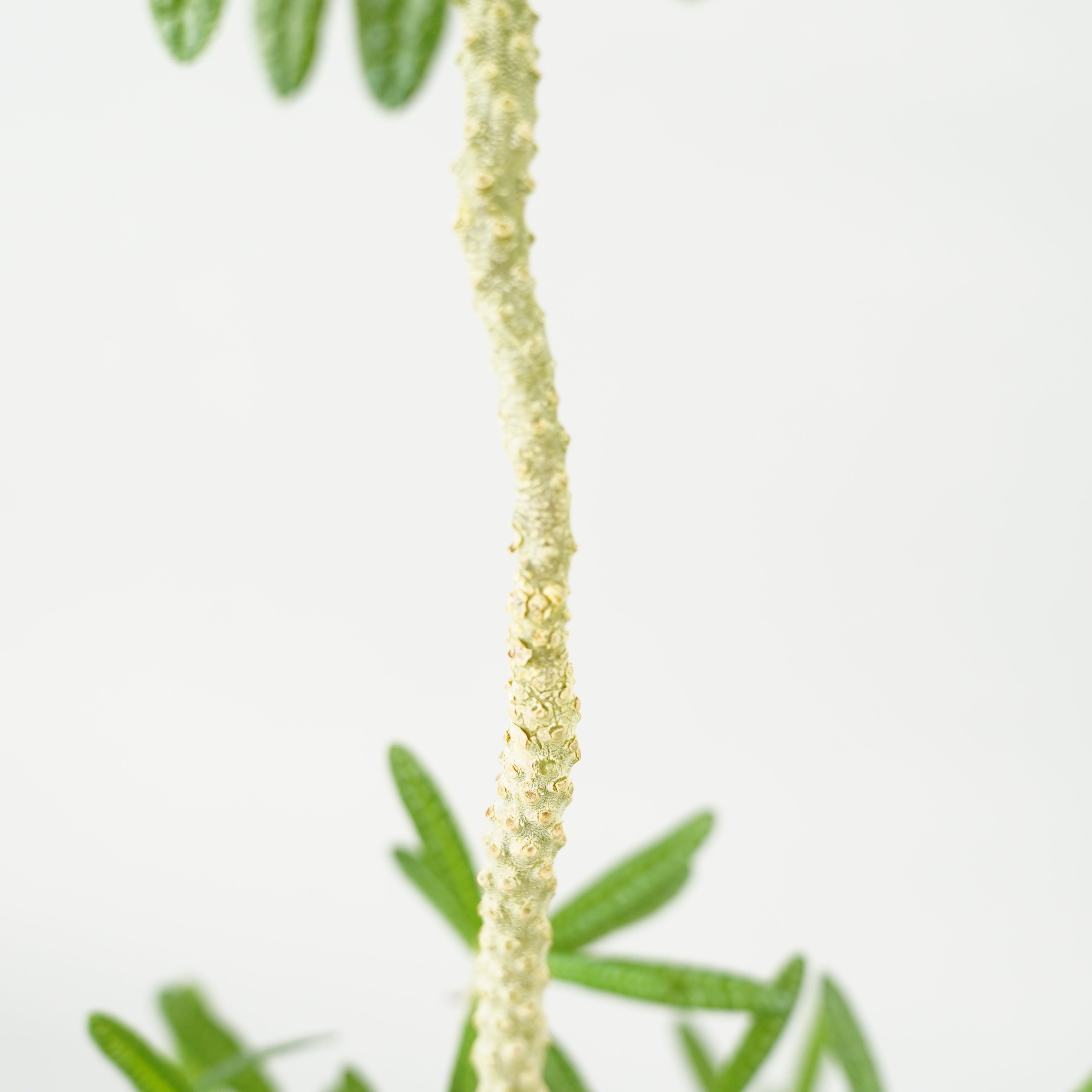 良型 ドルステニア ギガス ブラータ ドルステニア・ギガス ブラータ Dorstenia gigas f bullata