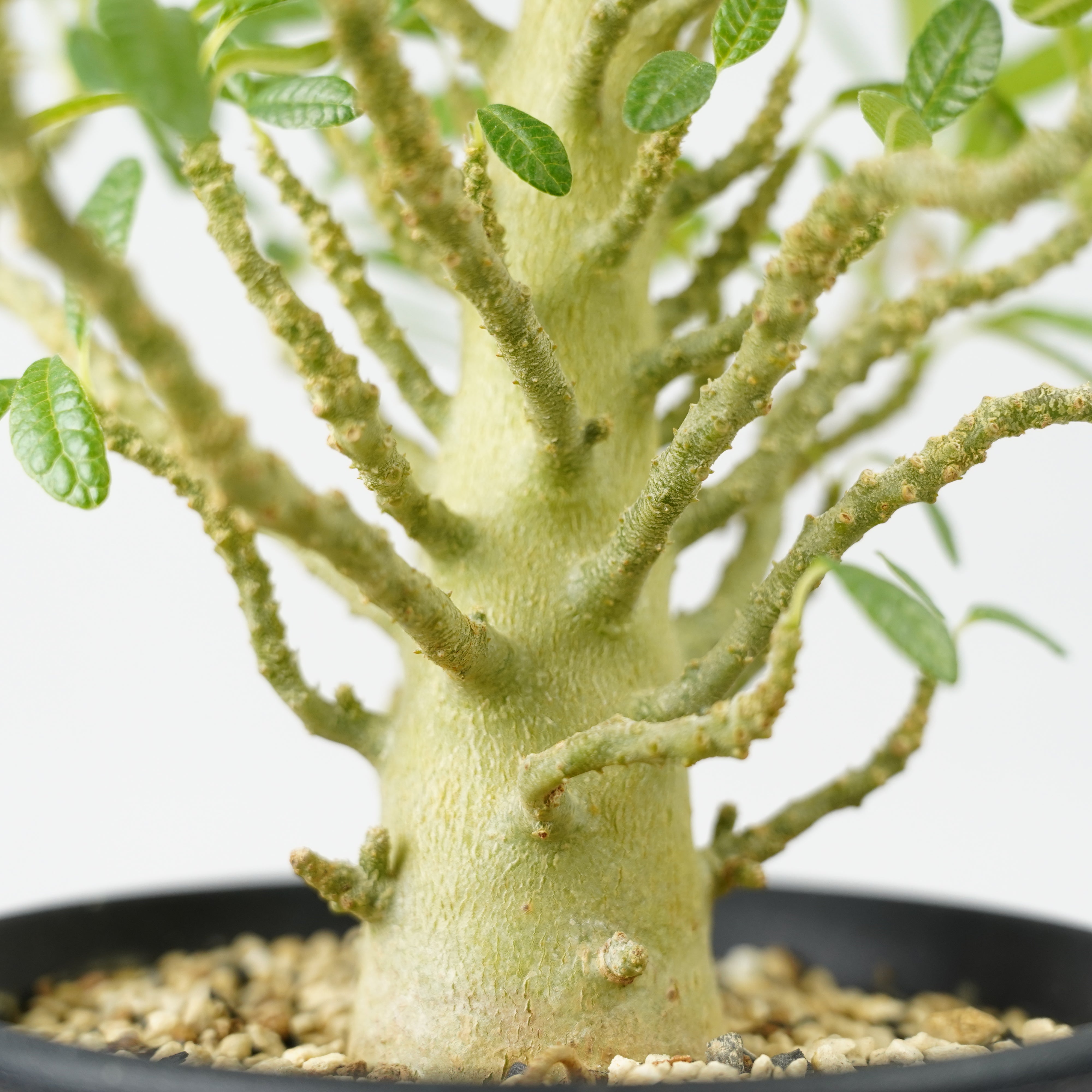 HACHI-8公式】ドルステニア・ギガス「Dorstenia gigas」/DL0195