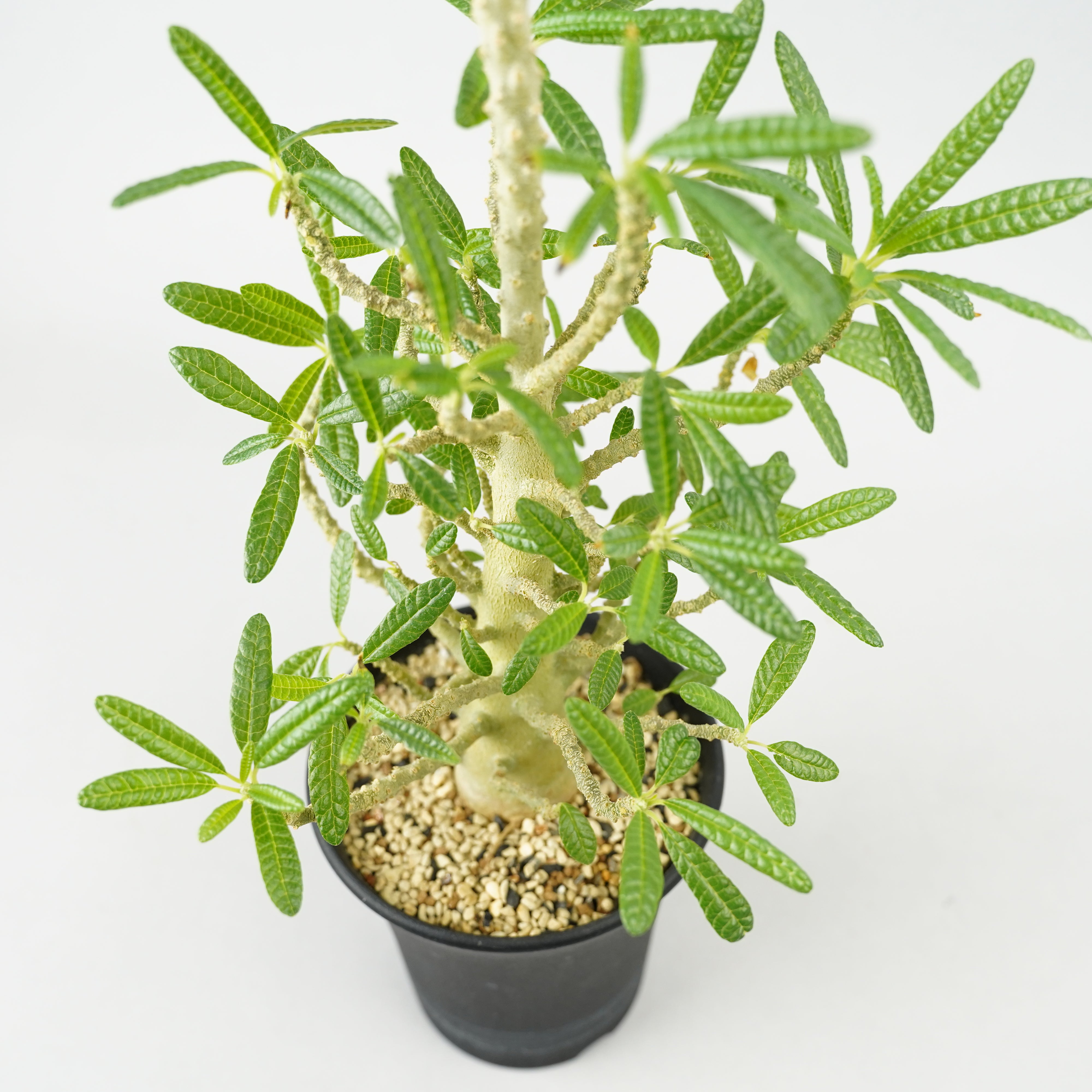 ドルステニア　ギガス ドルステニア ギガス 入荷しました！ とっても大きくなるギガス