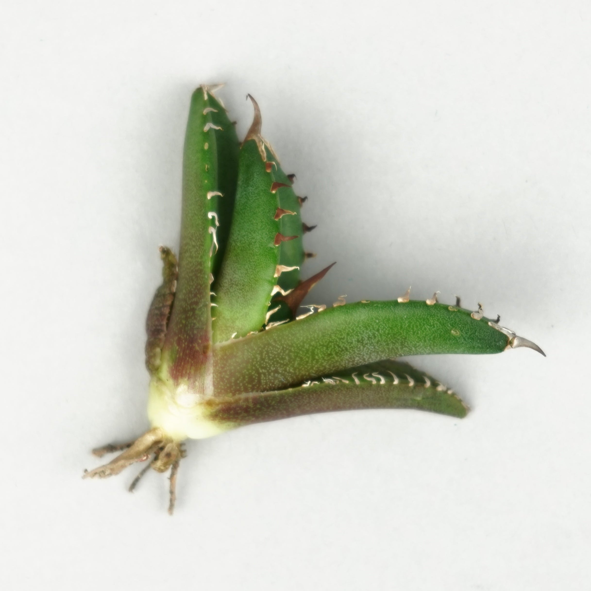 商品一覧/新着植物 – Hachi-8