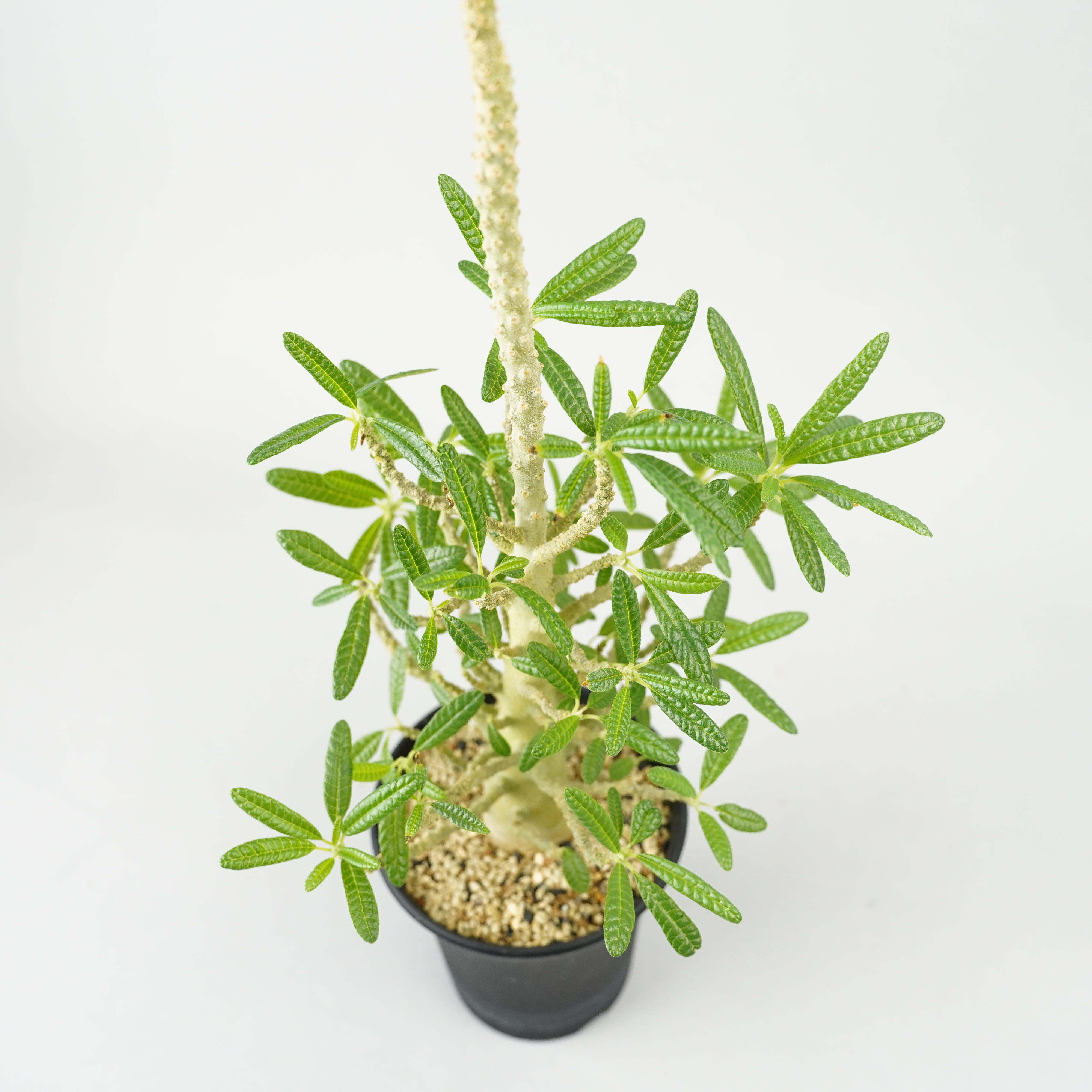 Dorstenia gigas ドルステニアギガス ドルステニア ギガス026 Dorstenia gigas | Sunny Branch