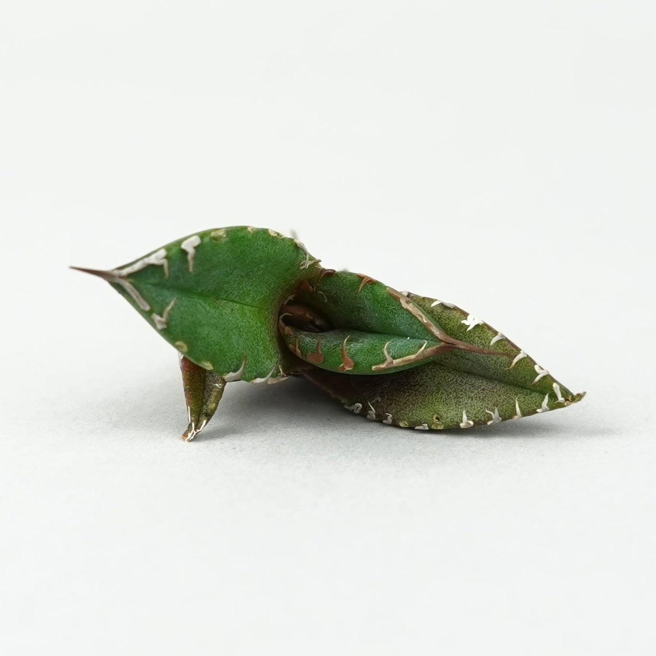 商品一覧/新着植物 – Hachi-8