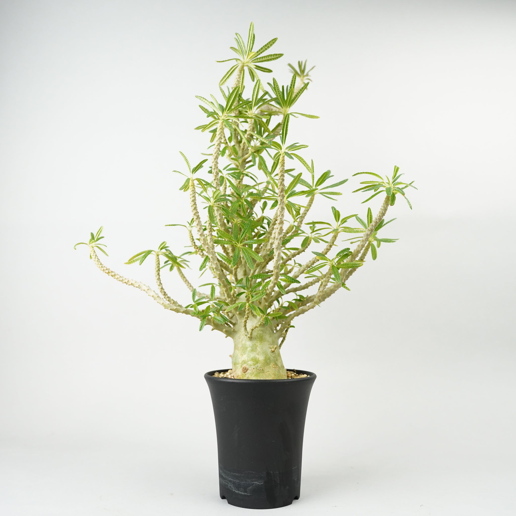 ドルステニア・ギガス ブラータ 実生「Dorstenia gigas f. bullata」/DL231