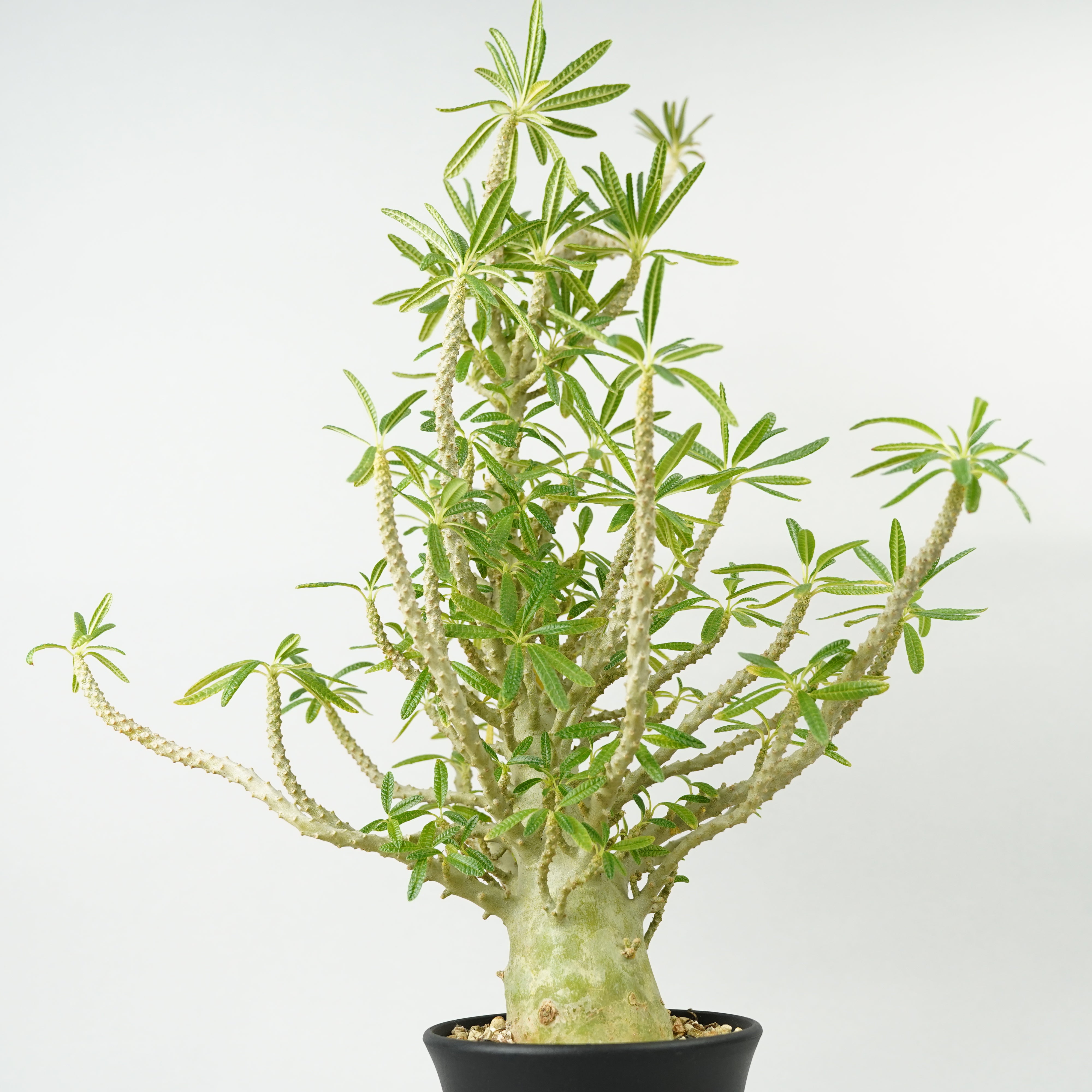 HACHI-8公式】ドルステニア・ギガス「Dorstenia gigas」/DL0195 – Hachi-8