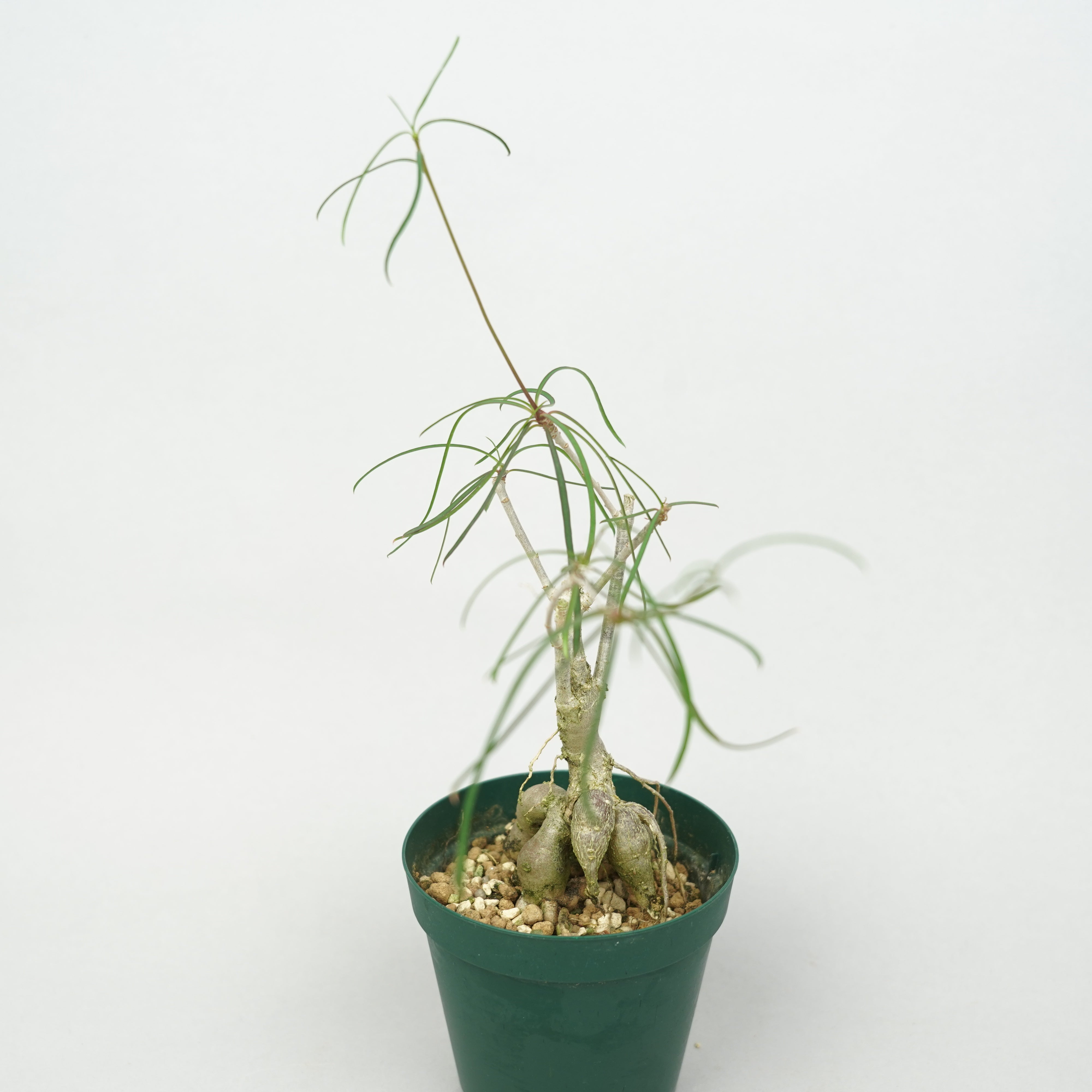 ユーフォルビア・ヘディオトイデス「Euphorbia hedyotoides」/EU0899