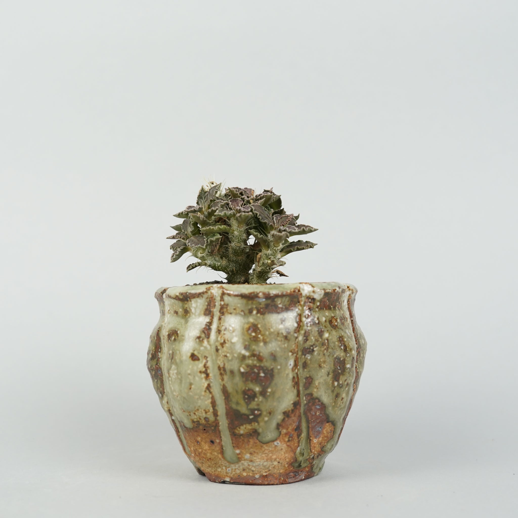 ユーフォルビア トゥレアレンシス Euphorbia tulearensis/EU0033＋ 鉢2nSY66