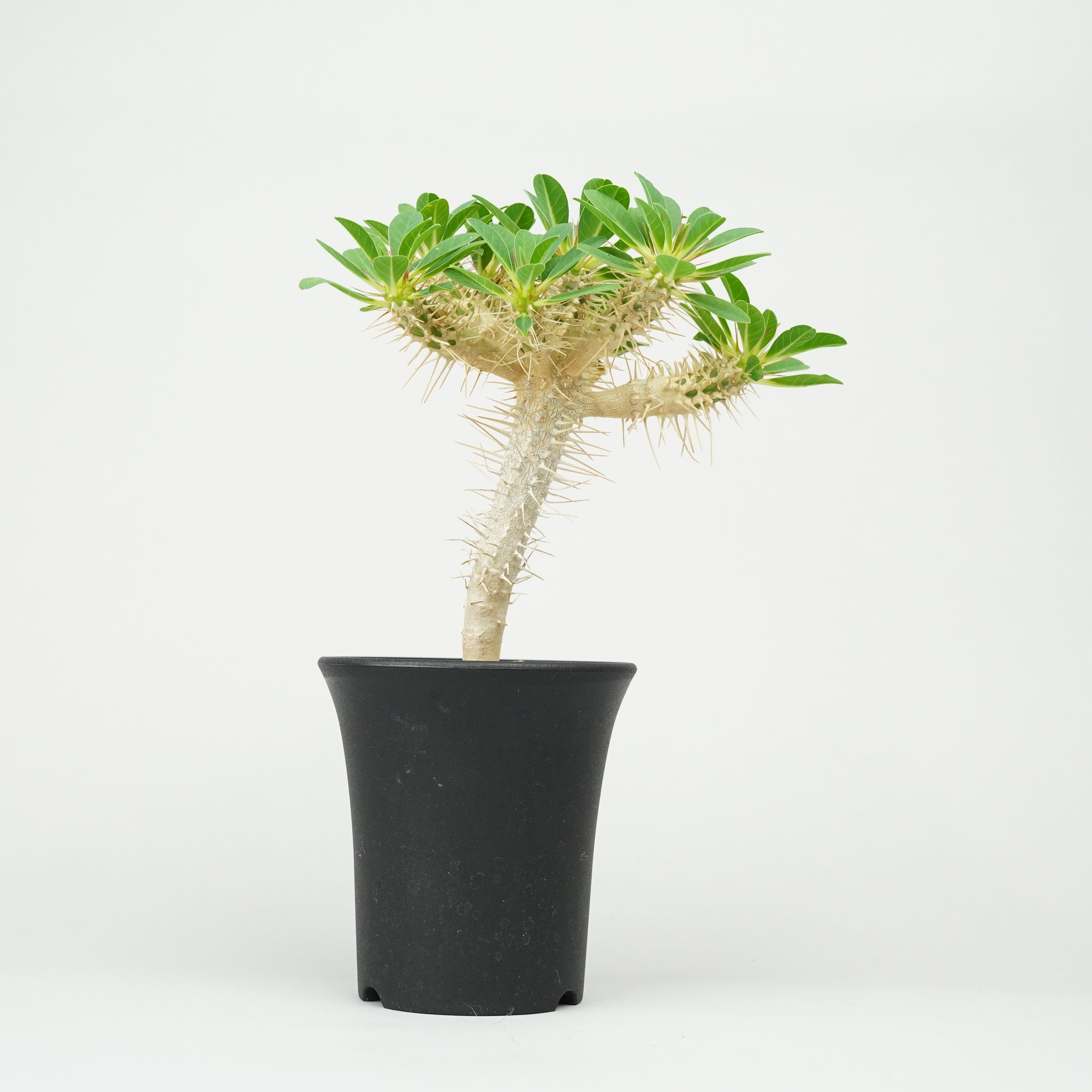 ユーフォルビア・ギラウミニアナ「Euphorbia guillauminiana」/EU0410