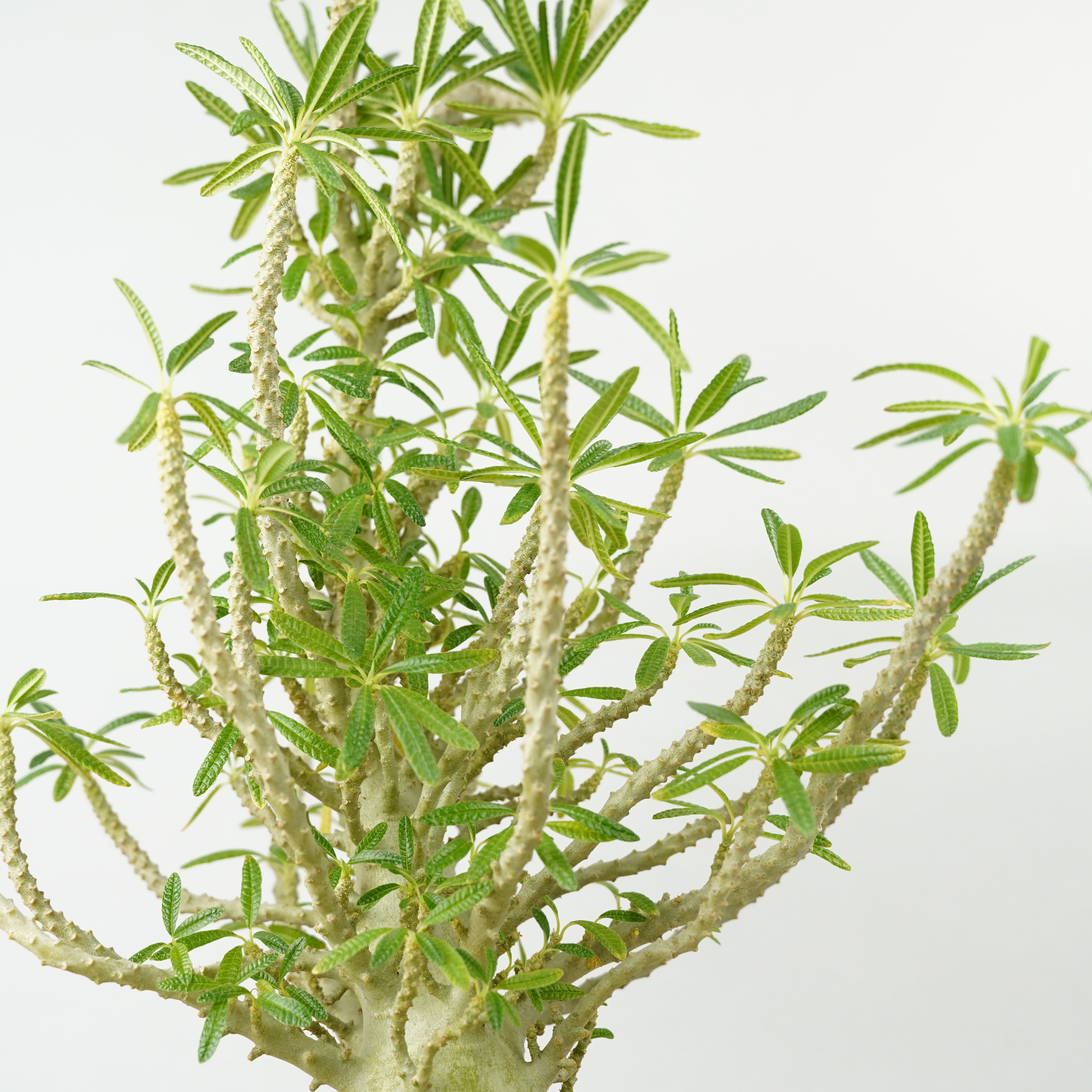 HACHI-8公式】ドルステニア・ギガス「Dorstenia gigas」/DL0195 – Hachi-8