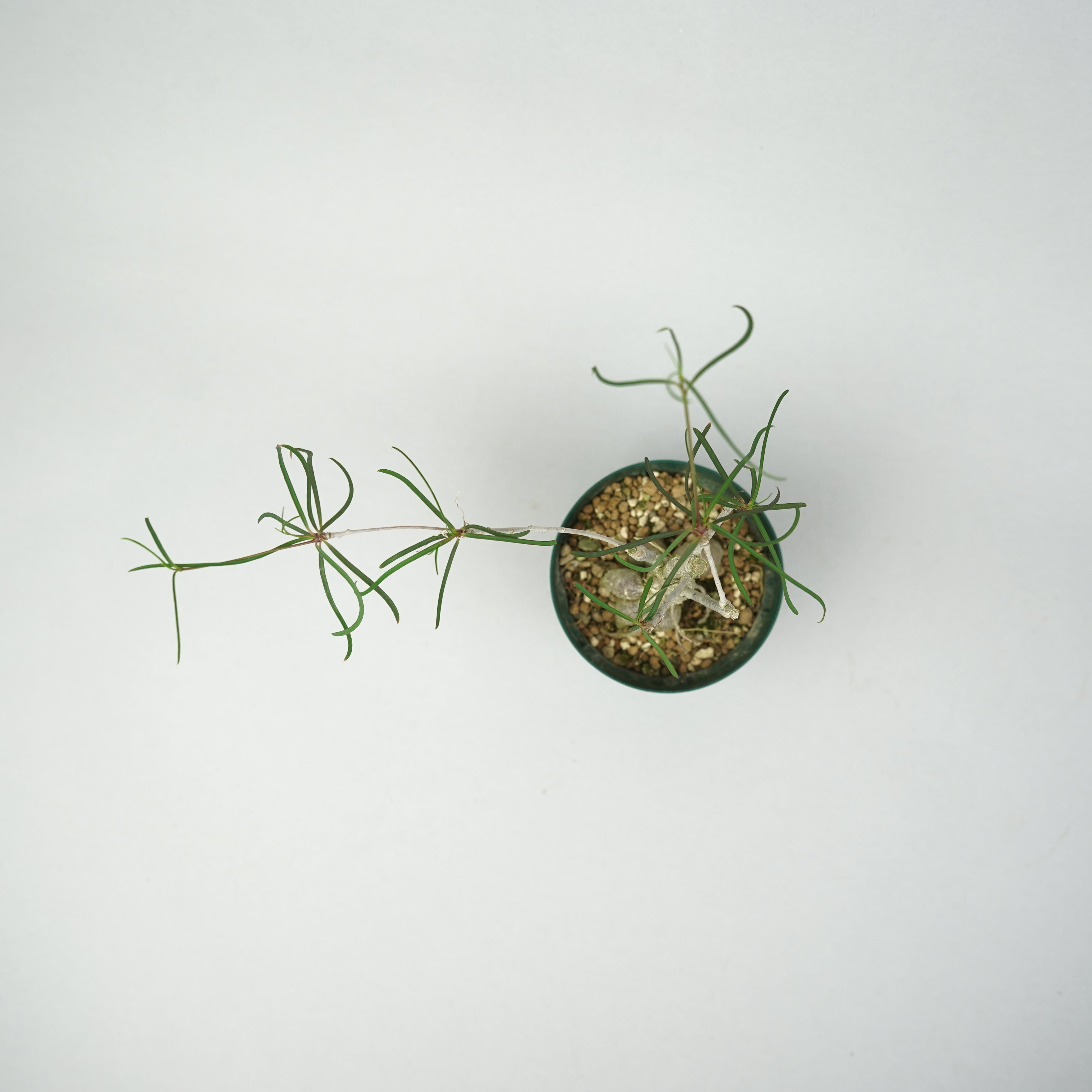 ユーフォルビア・ヘディオトイデス「Euphorbia hedyotoides」/EU0899