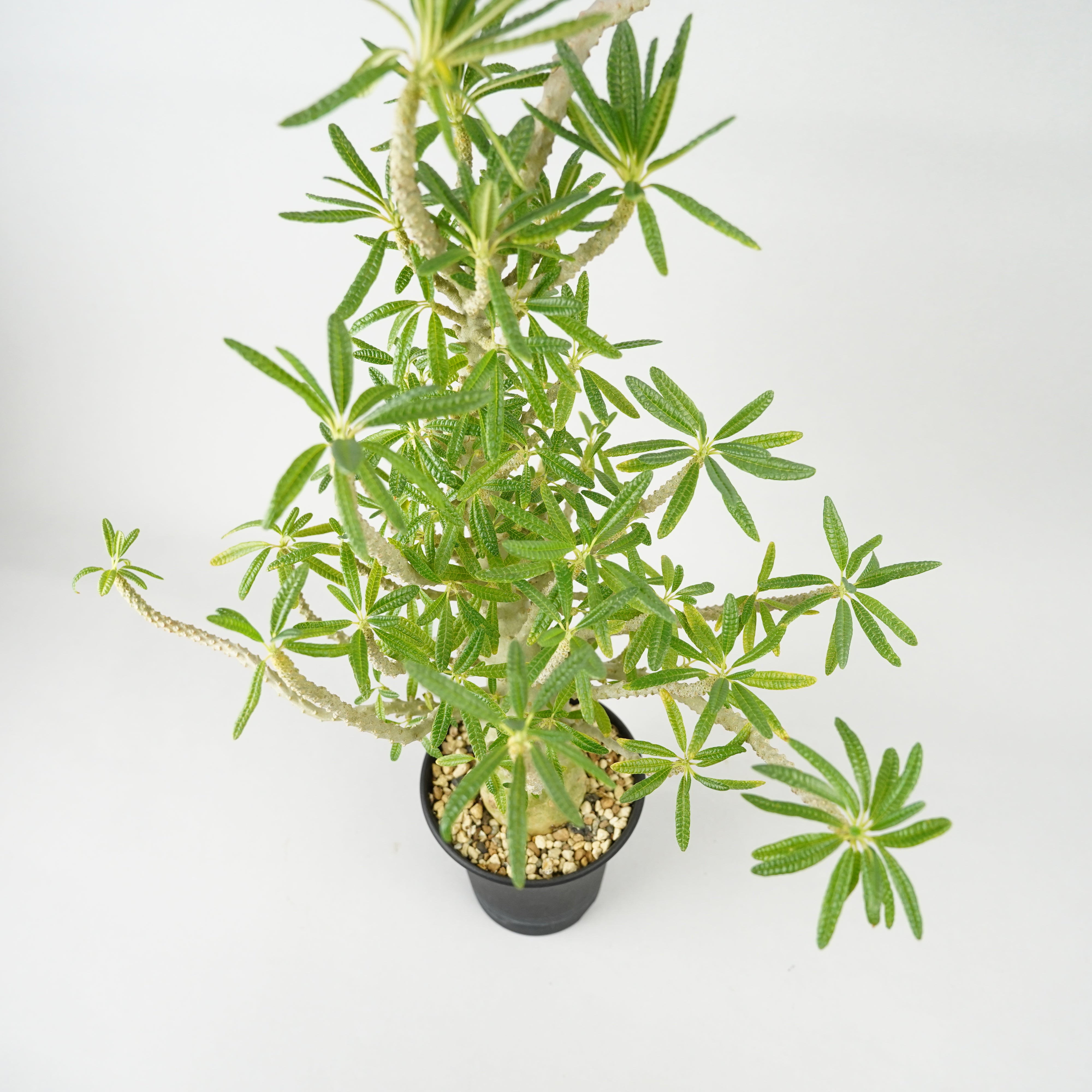 HACHI-8公式】ドルステニア・ギガス「Dorstenia gigas」/DL0195 – Hachi-8