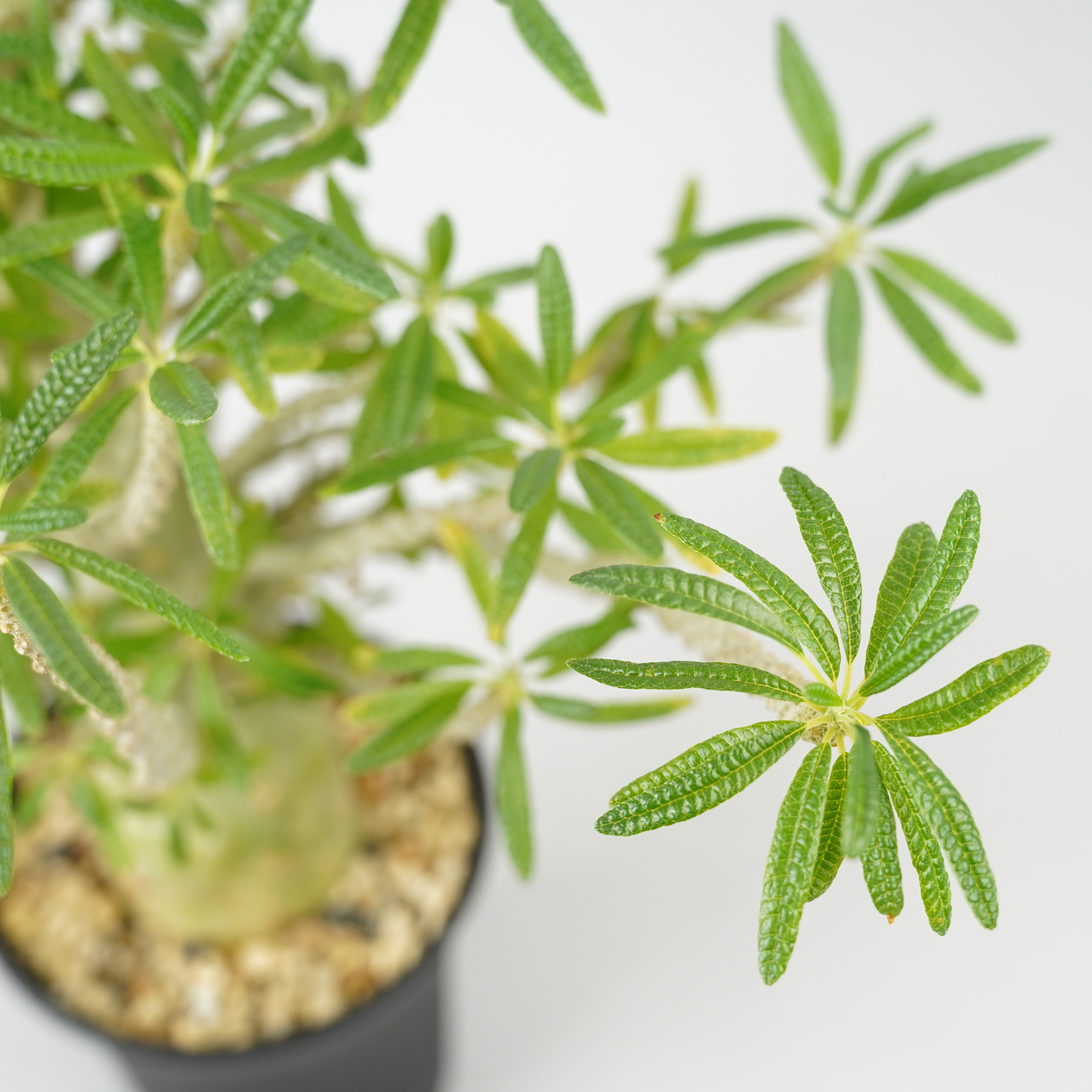 HACHI-8公式】ドルステニア・ギガス「Dorstenia gigas」/DL0195 – Hachi-8