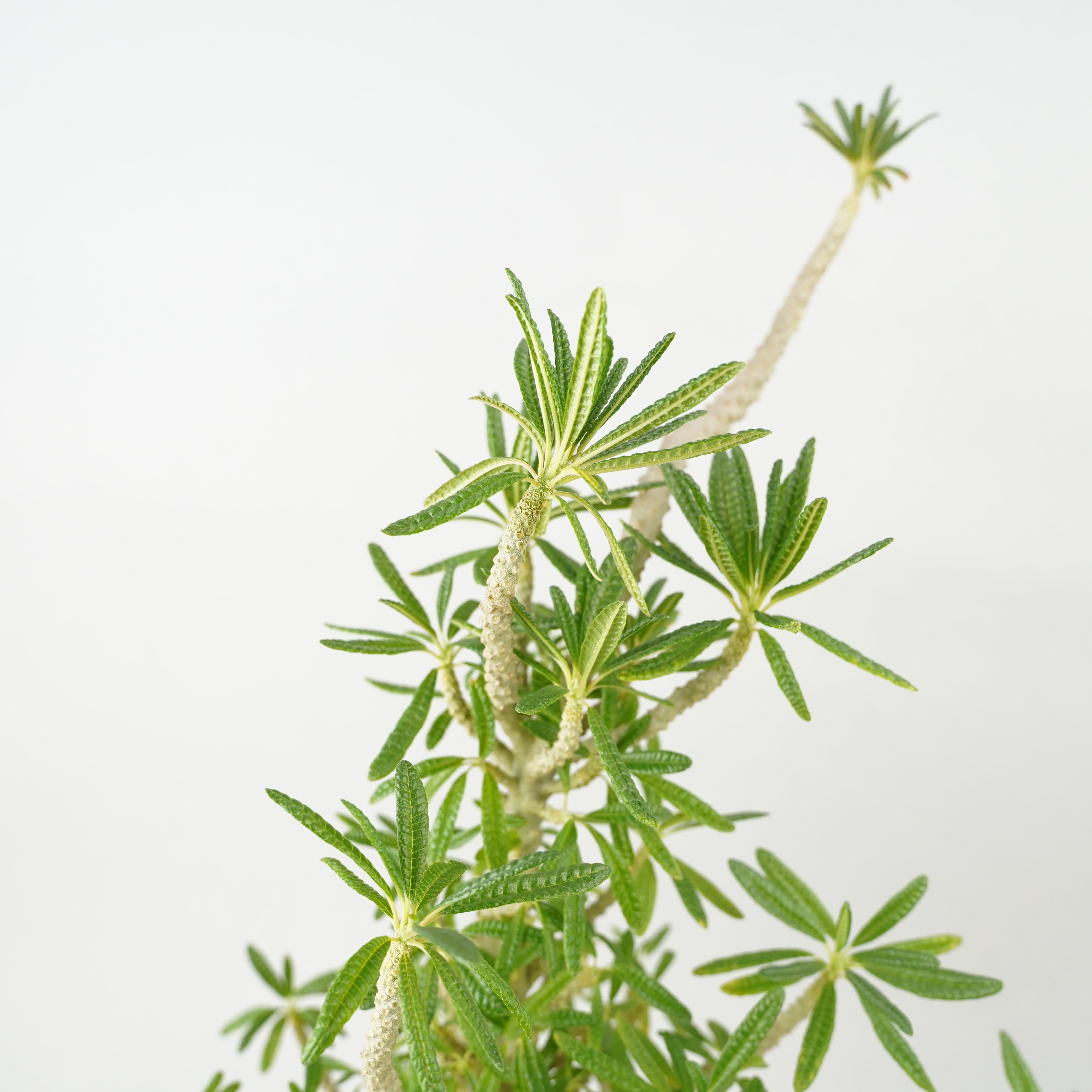 HACHI-8公式】ドルステニア・ギガス「Dorstenia gigas」/DL0195 – Hachi-8